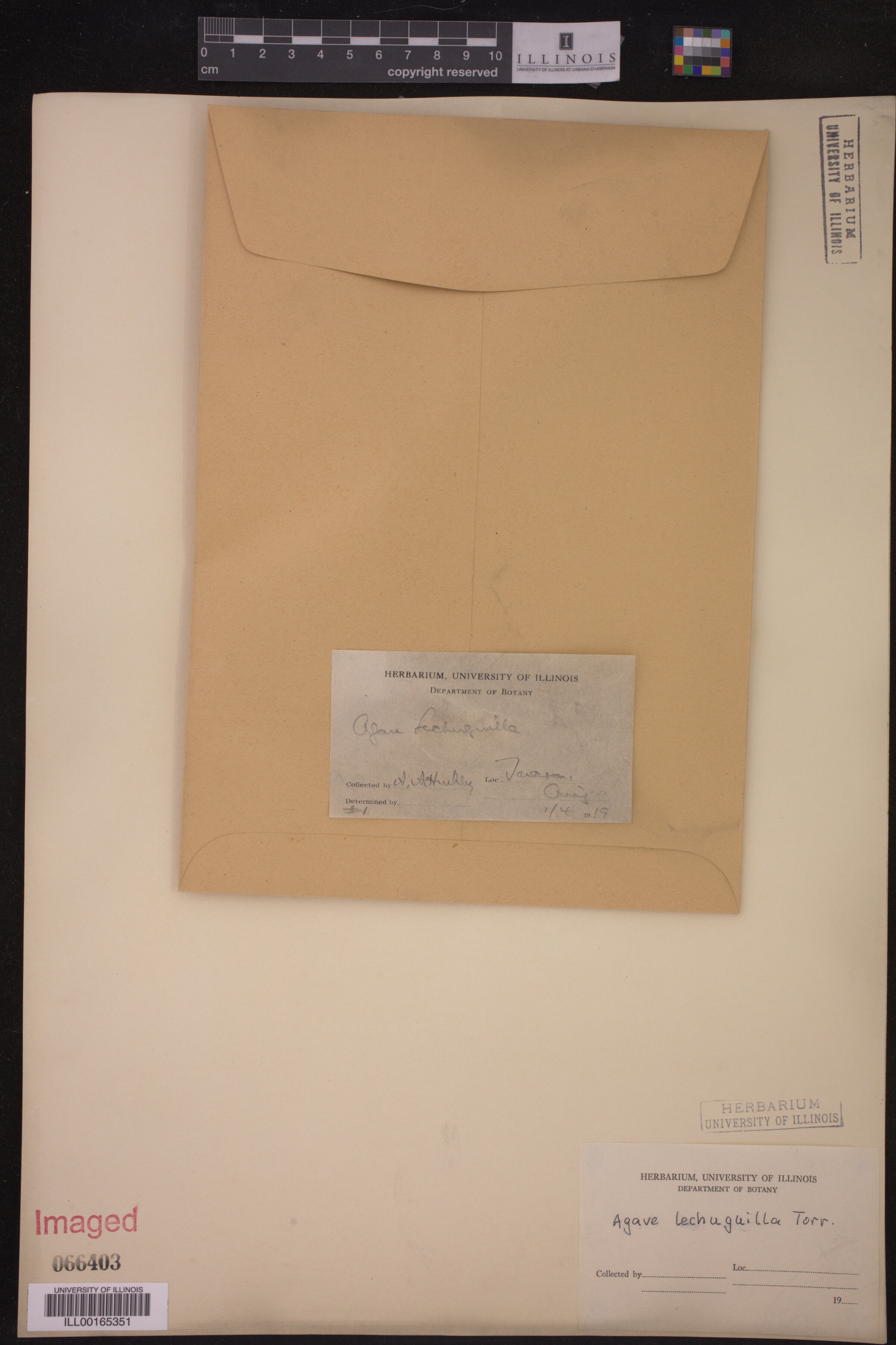 Agave lechuguilla image