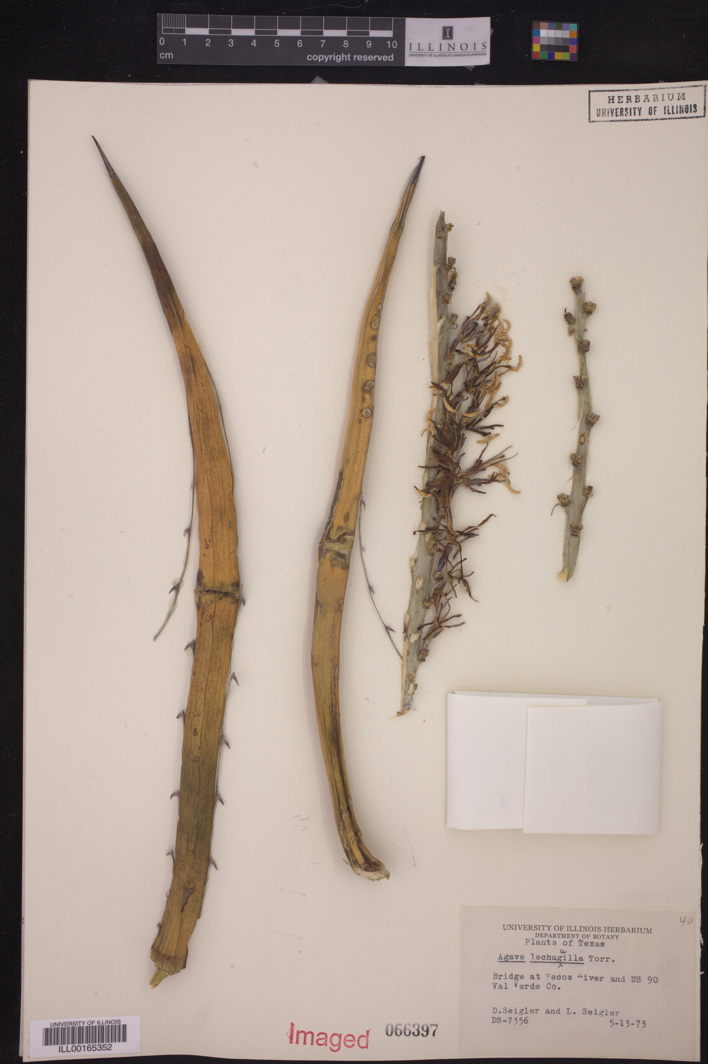 Agave image