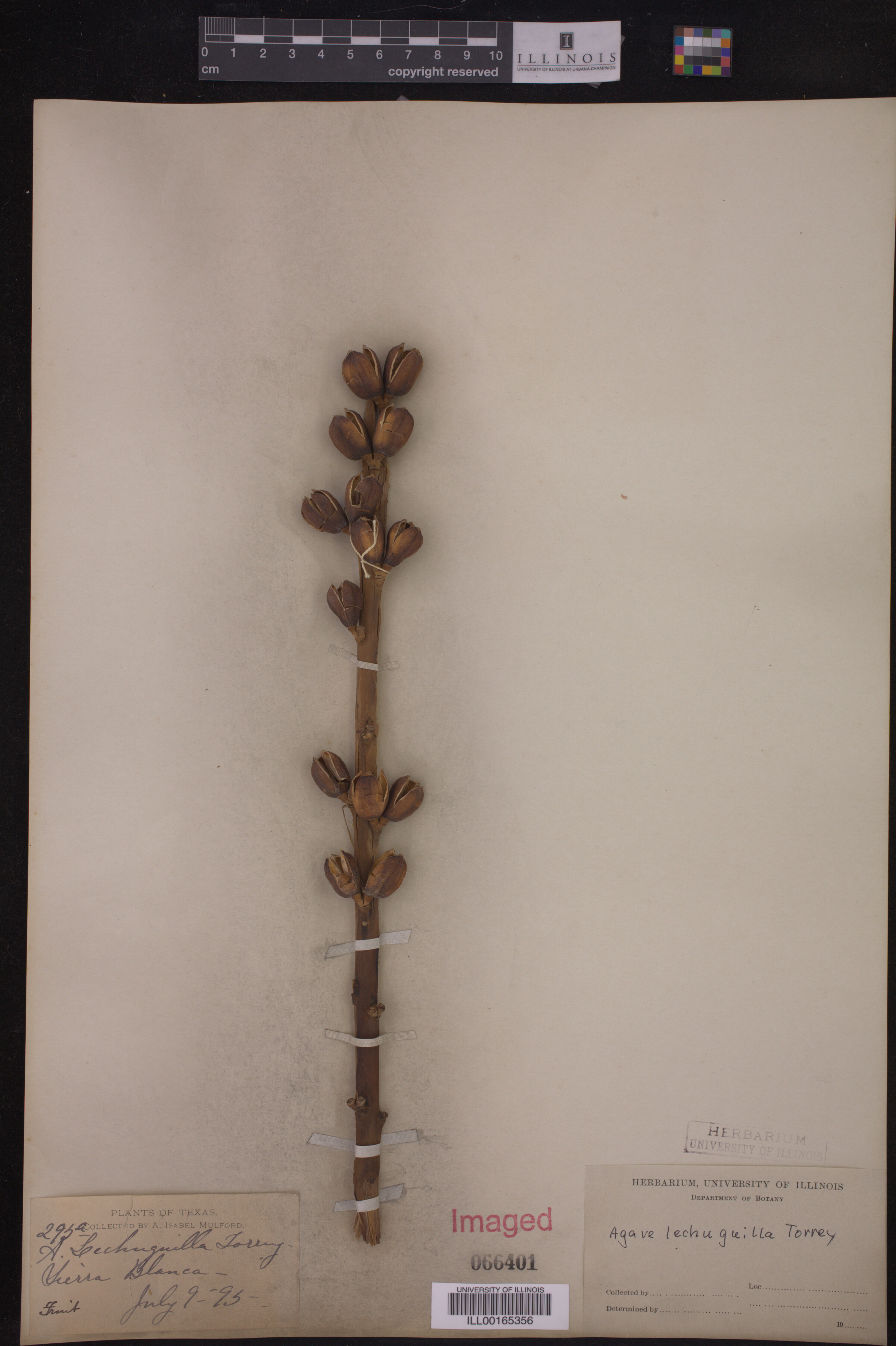 Agave lechuguilla image