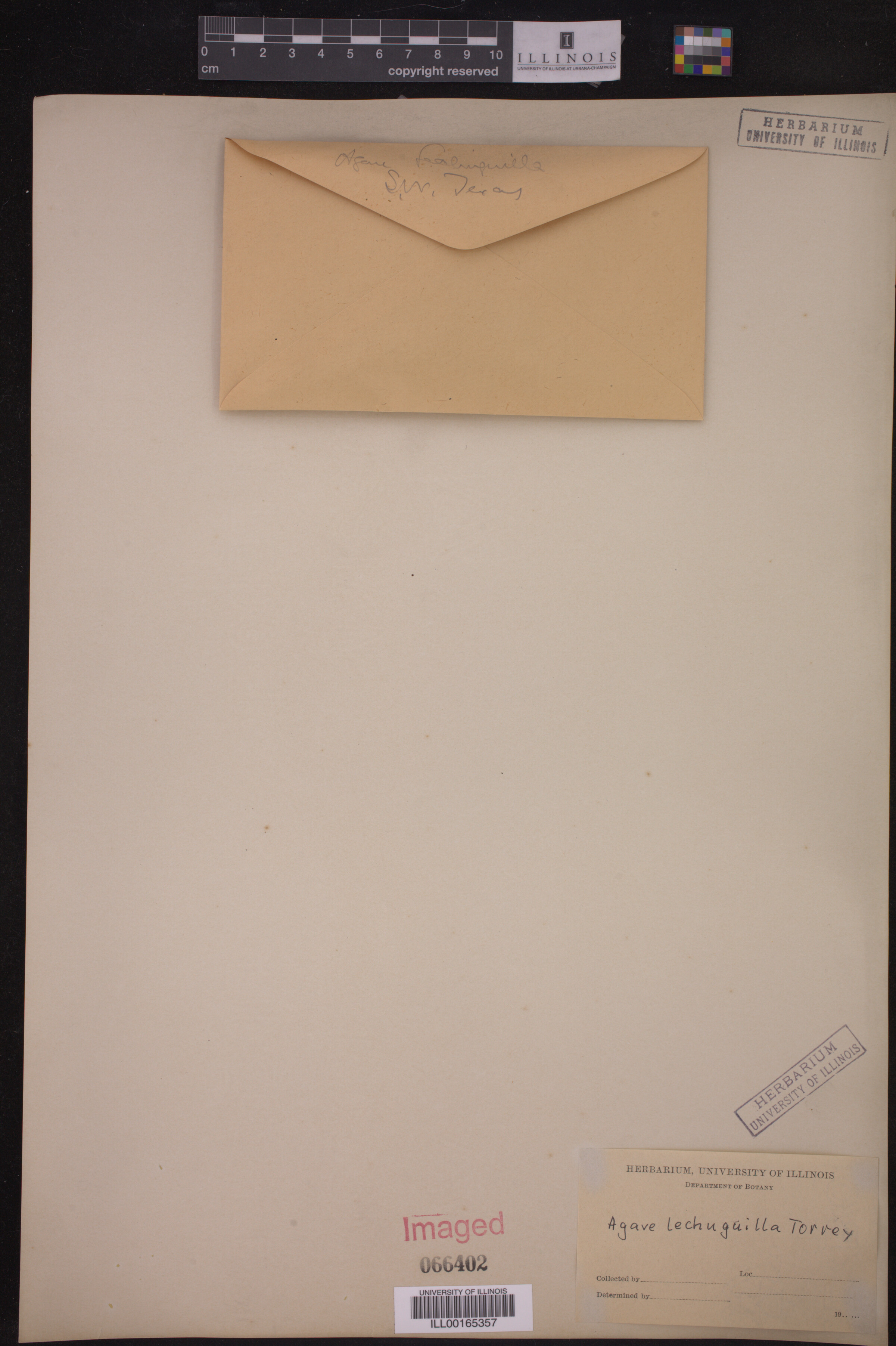 Agave lechuguilla image