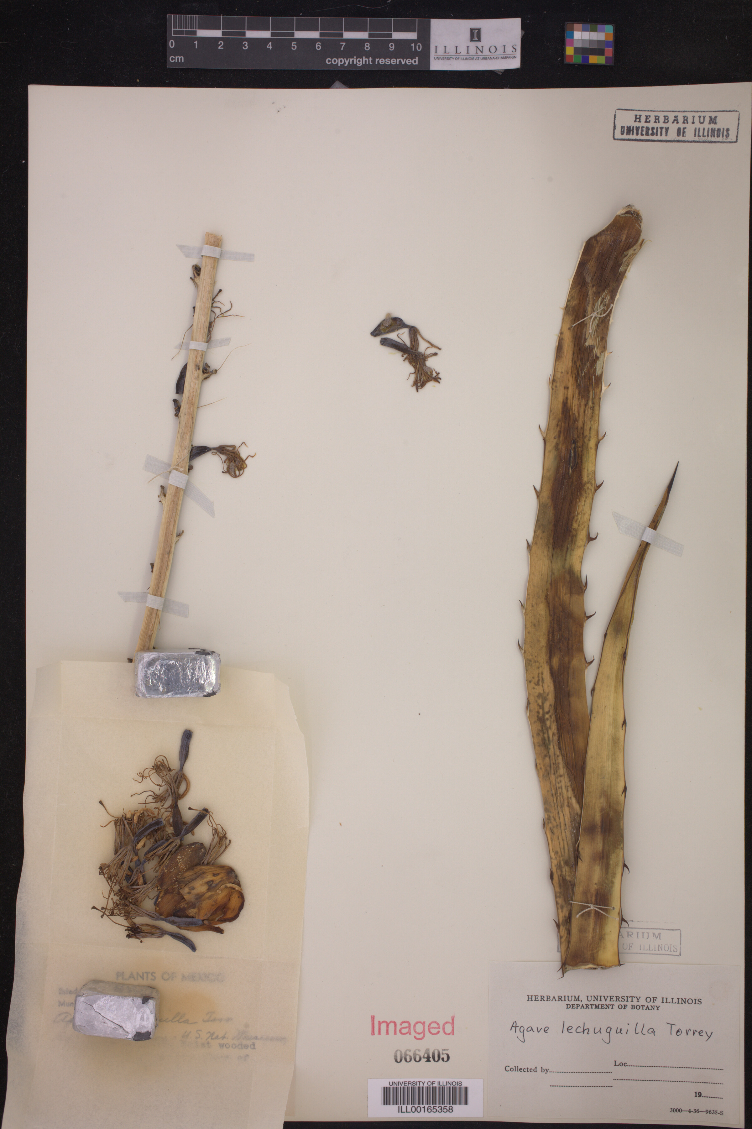 Agave lechuguilla image