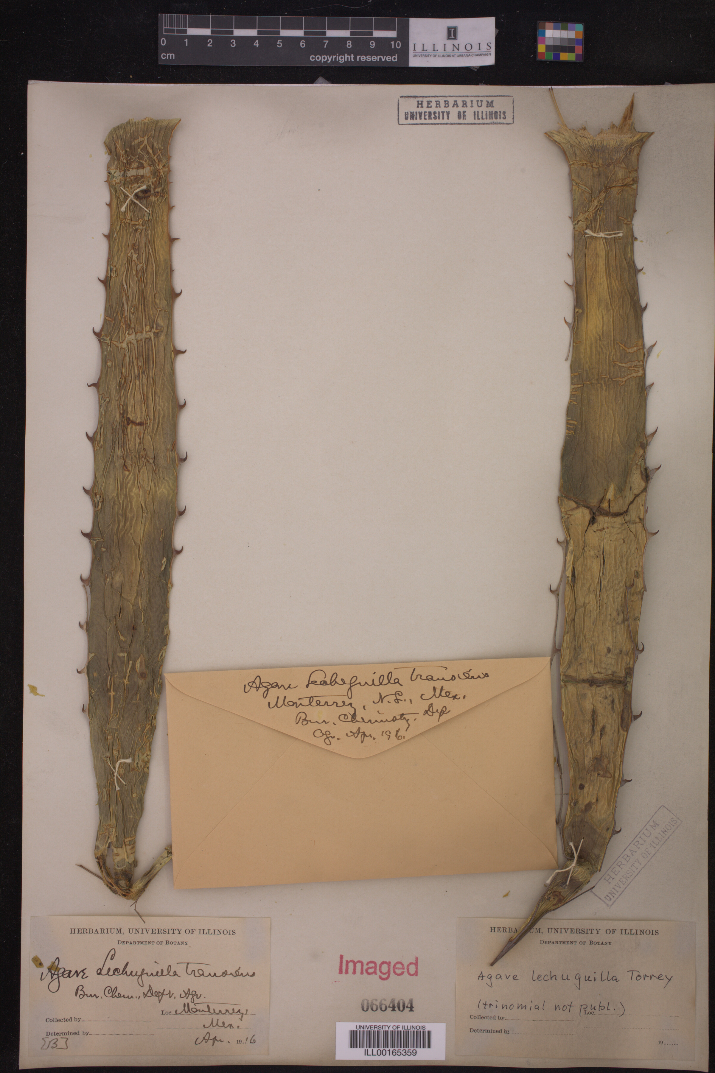 Agave lechuguilla image