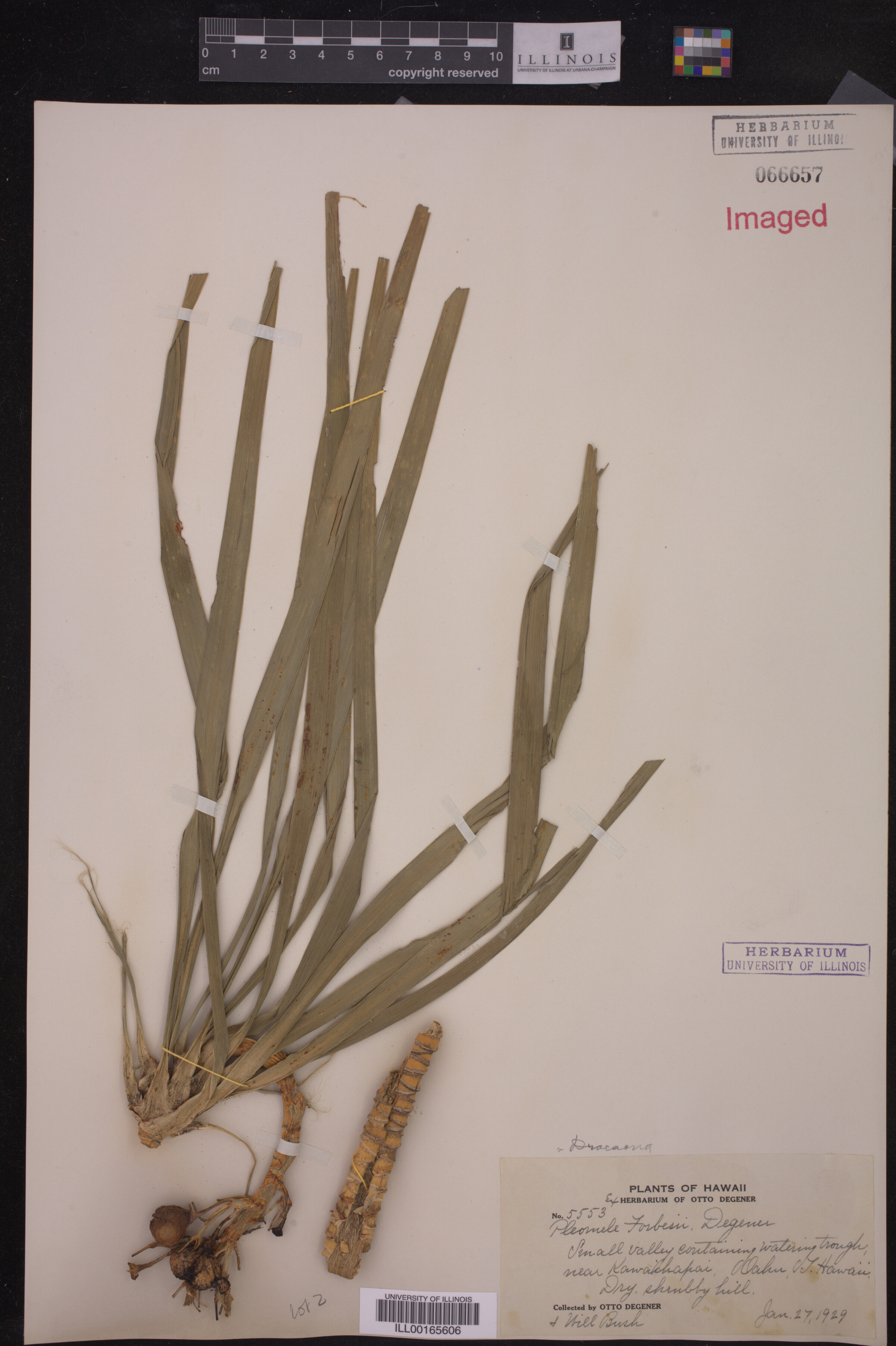 Dracaena image