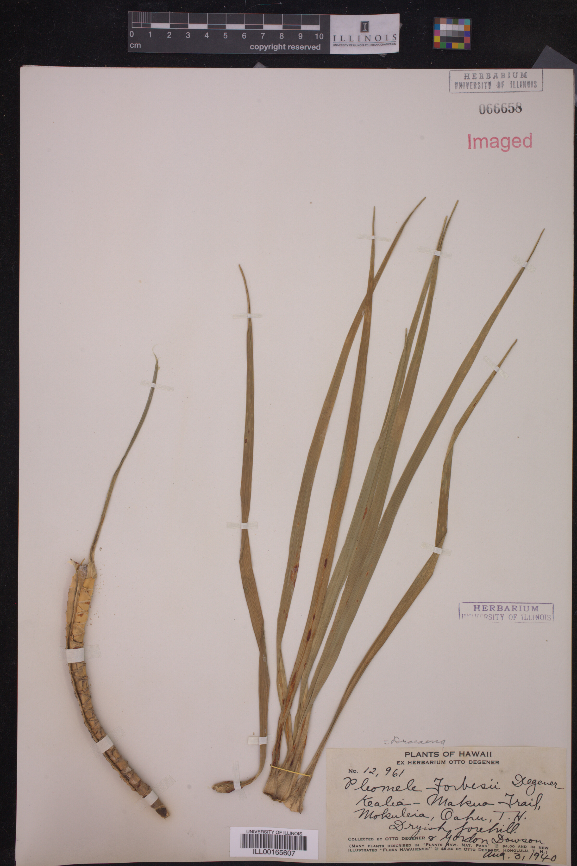 Dracaena image