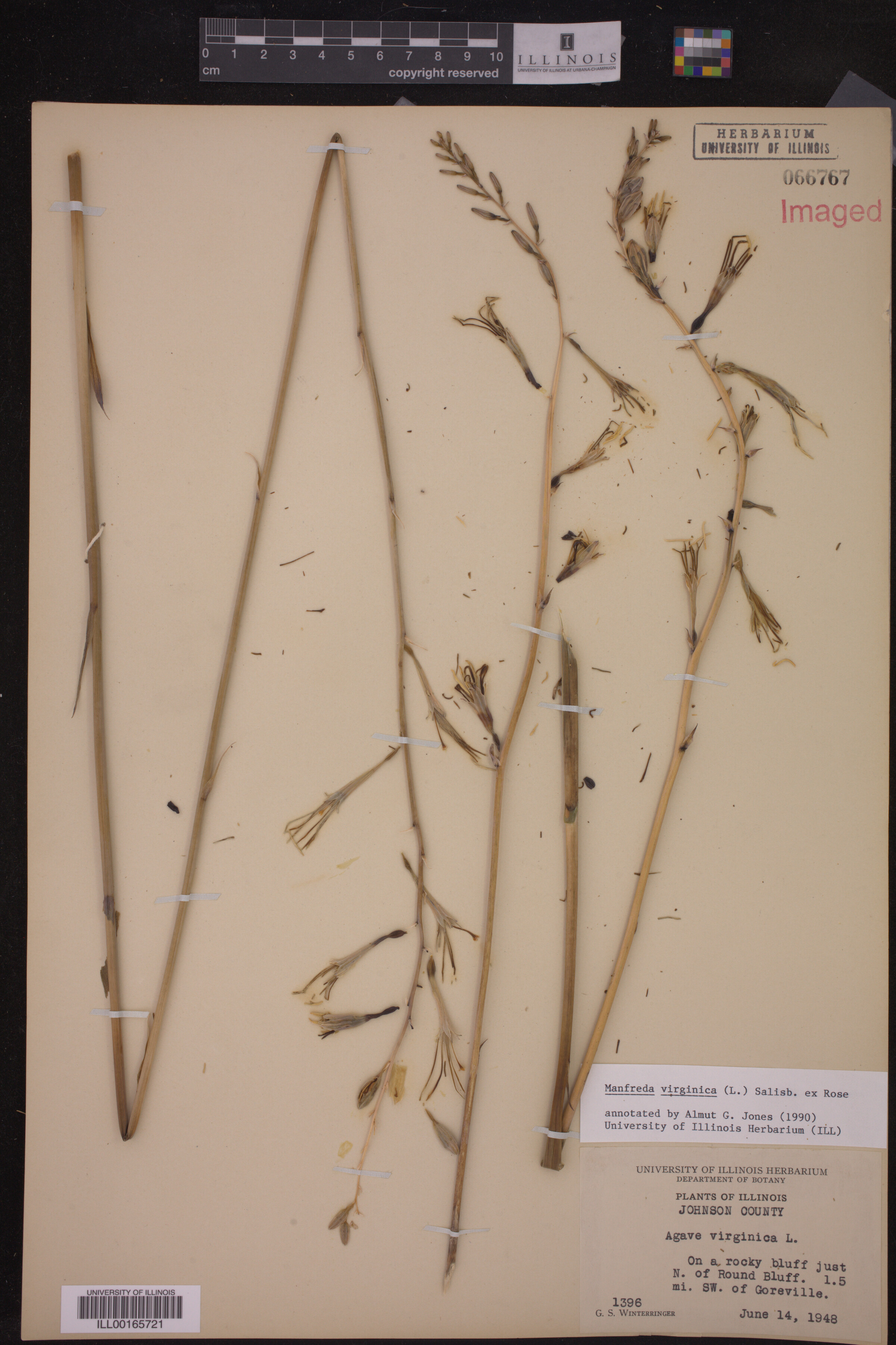 Asparagaceae image