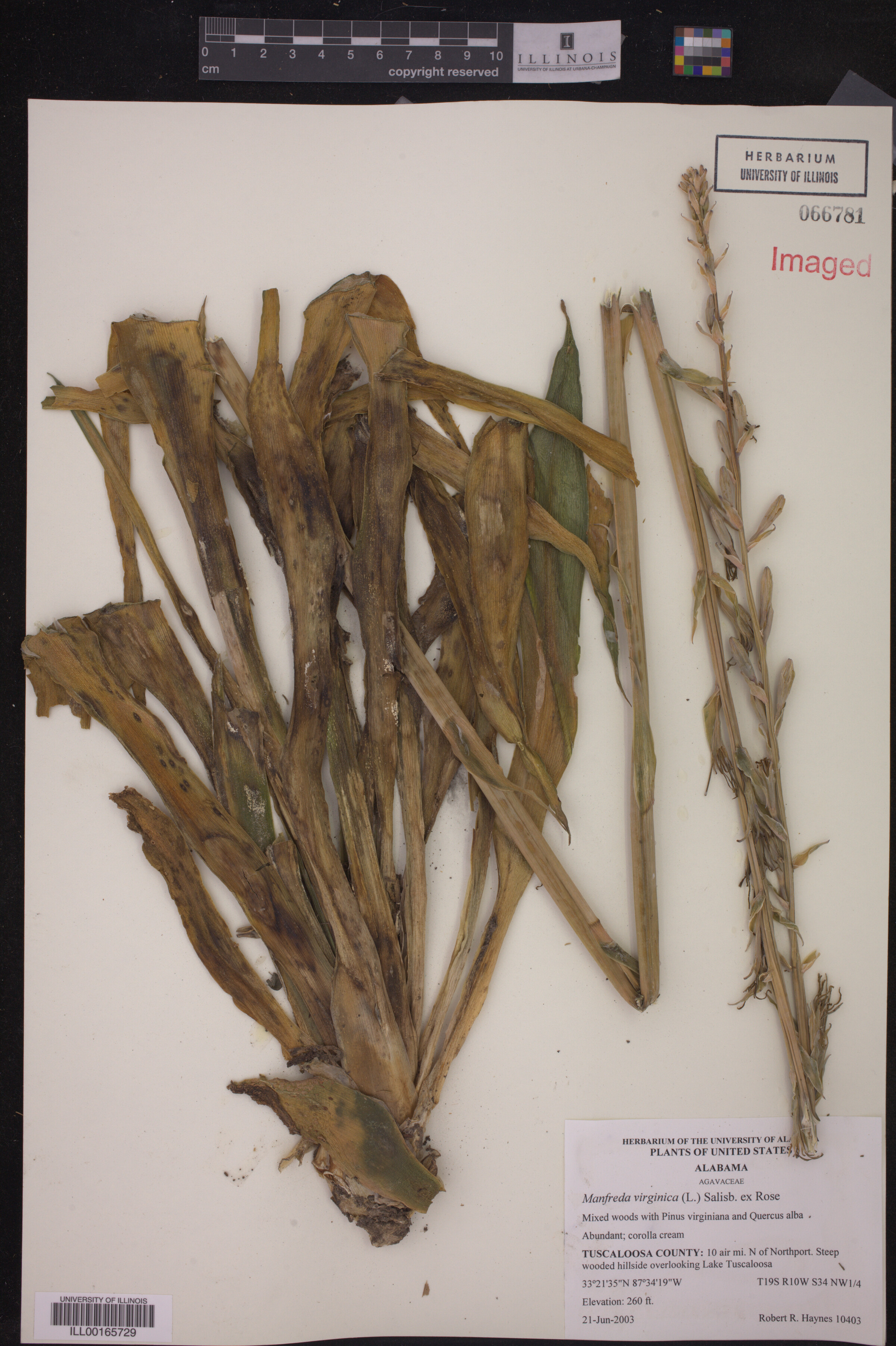 Asparagaceae image