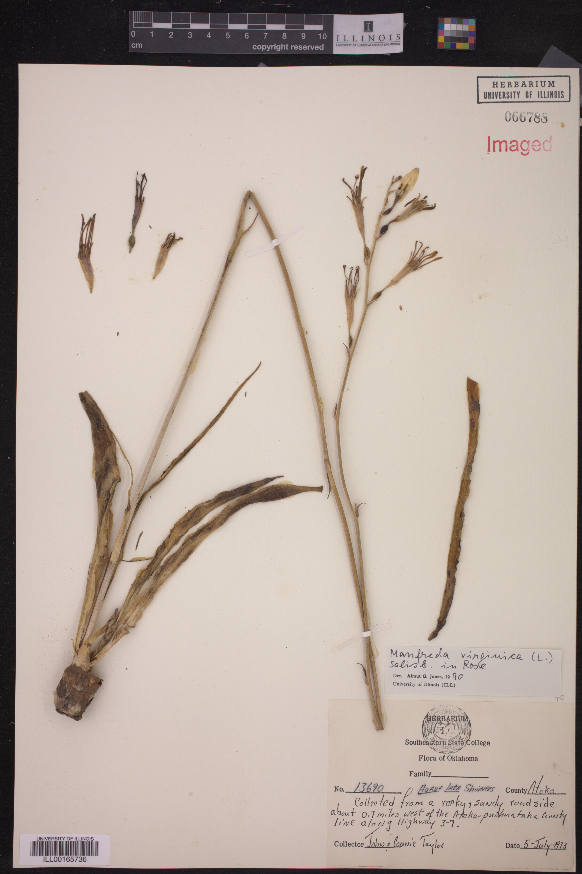 Manfreda virginica image