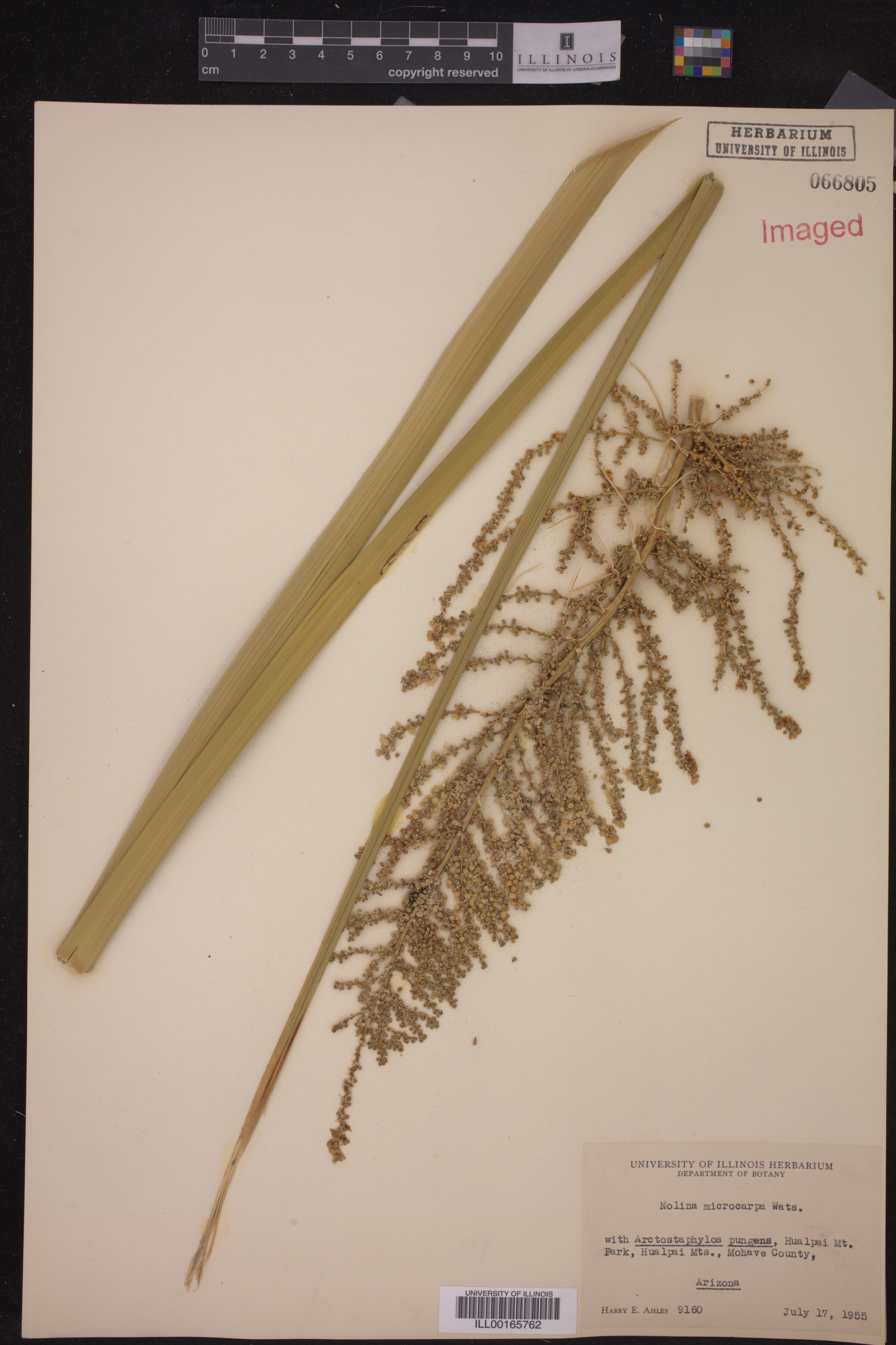 Nolina microcarpa image