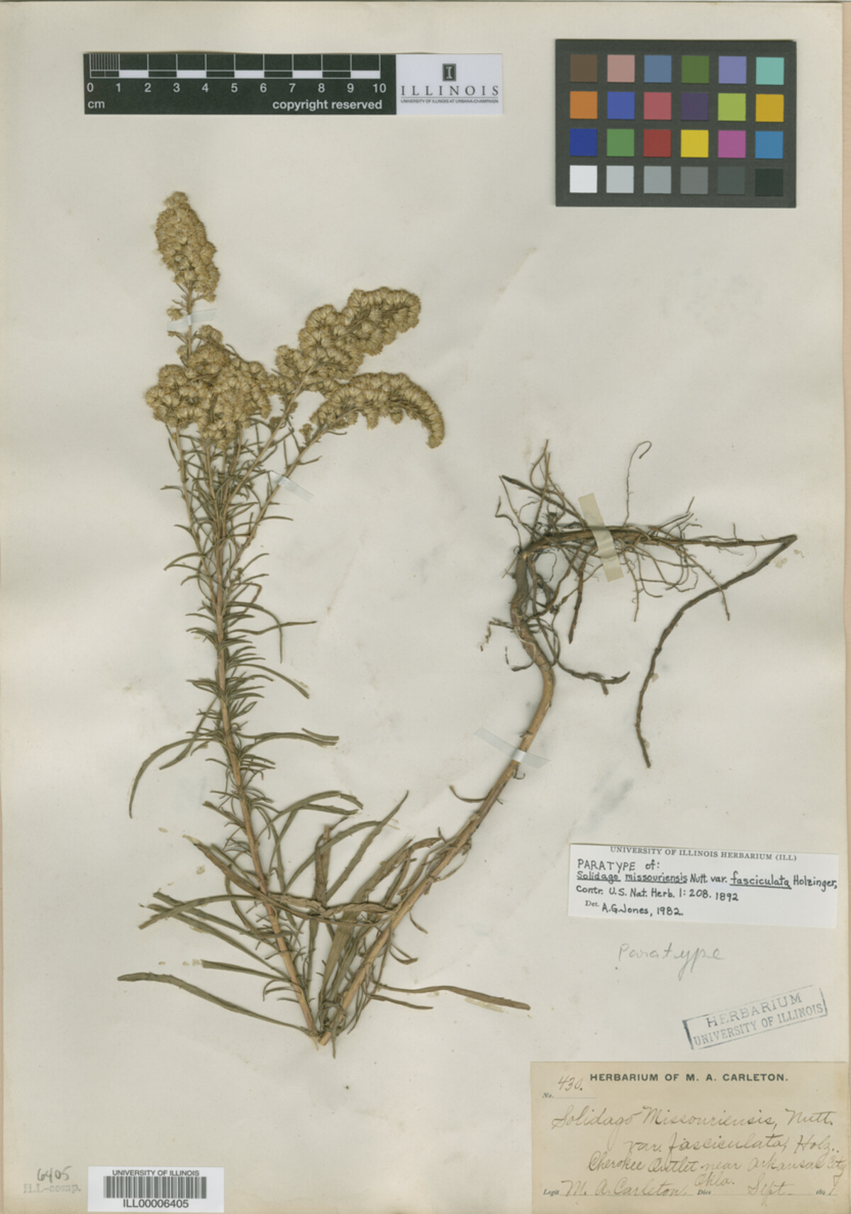 Solidago missouriensis var. fasciculata image