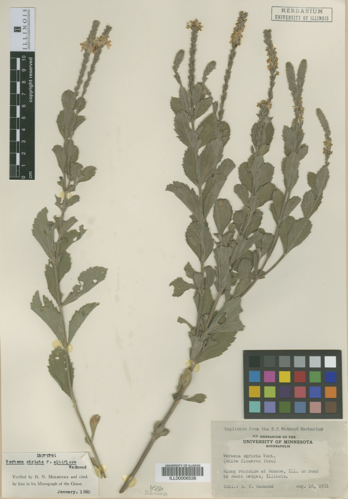 Verbena stricta f. albiflora image