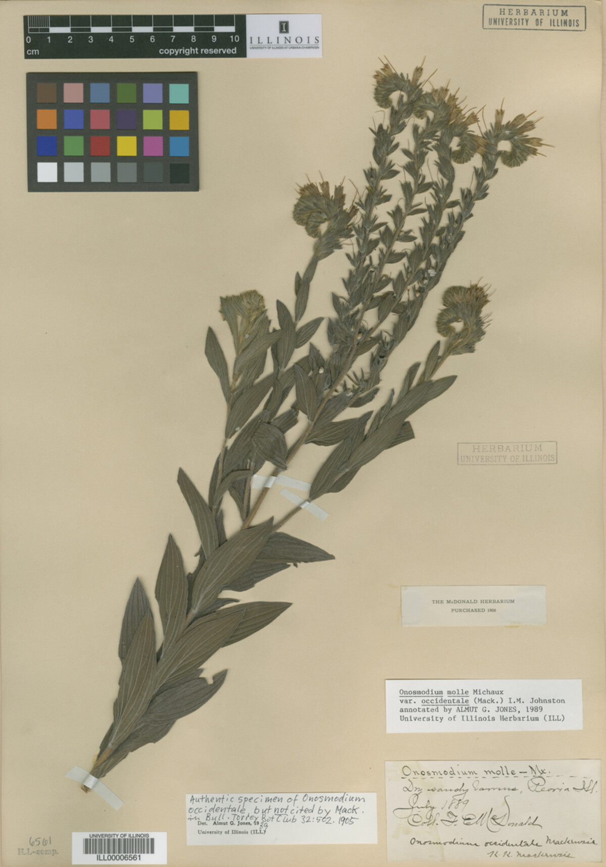 Boraginaceae image