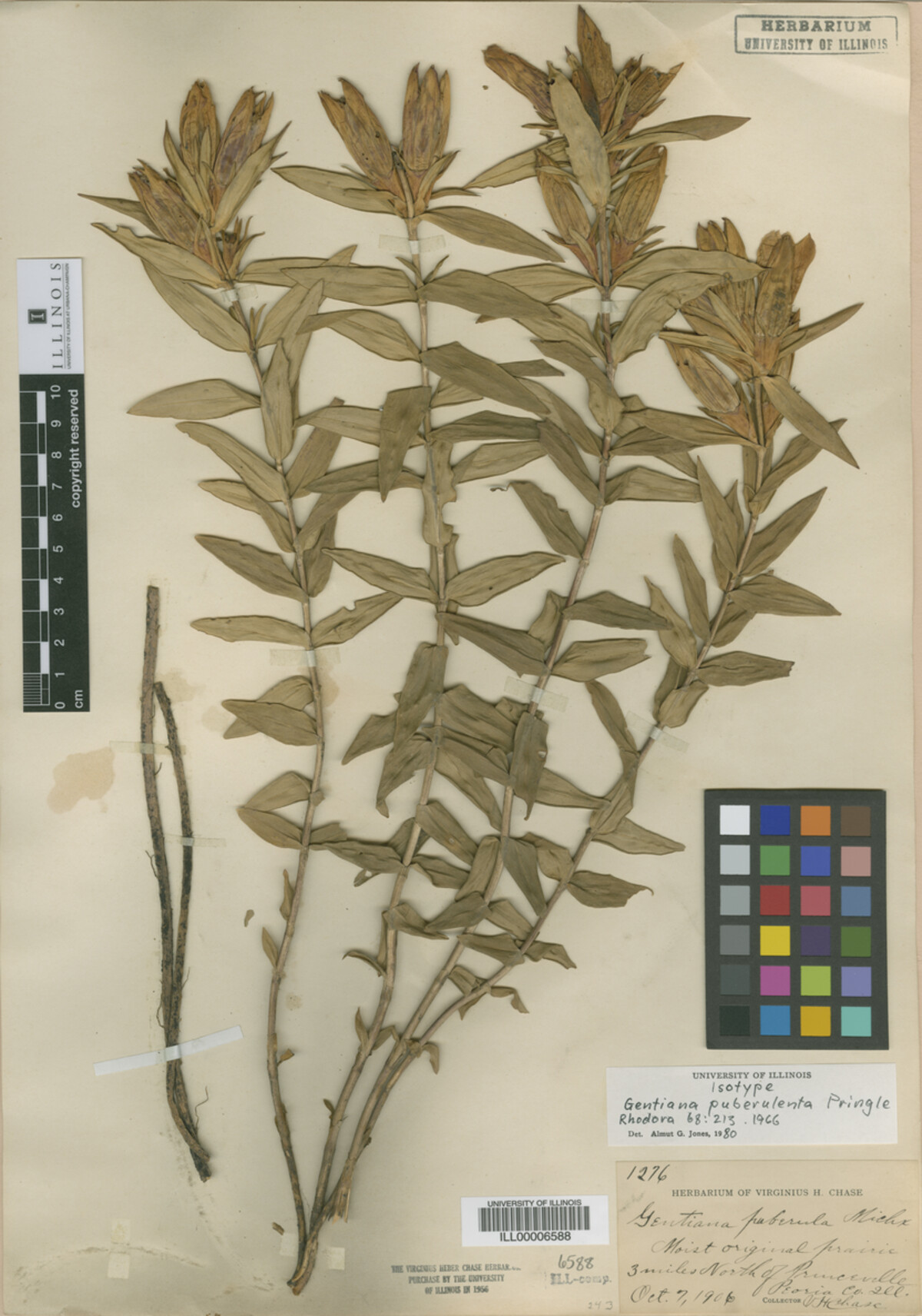Gentianaceae image