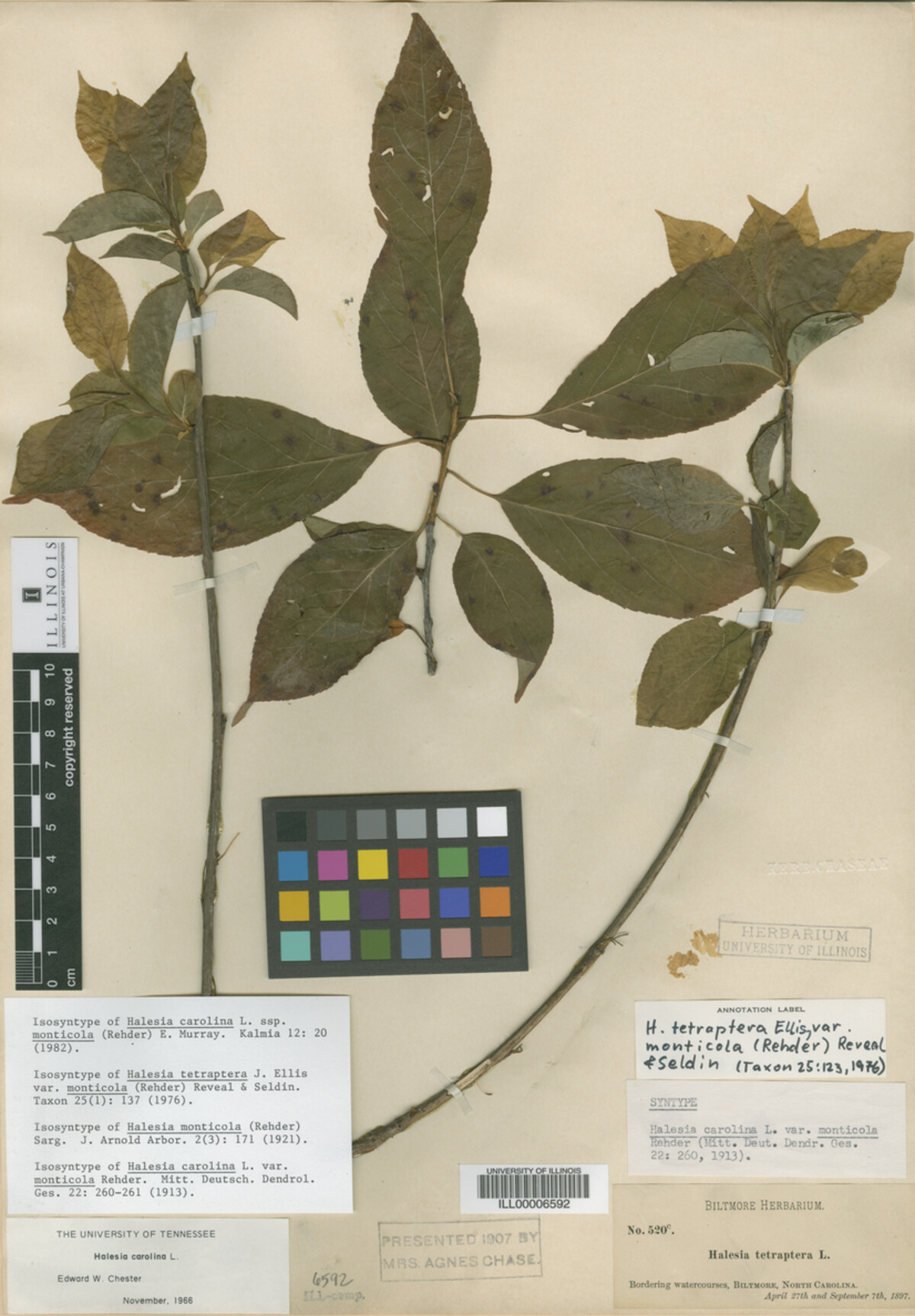 Halesia tetraptera var. monticola image