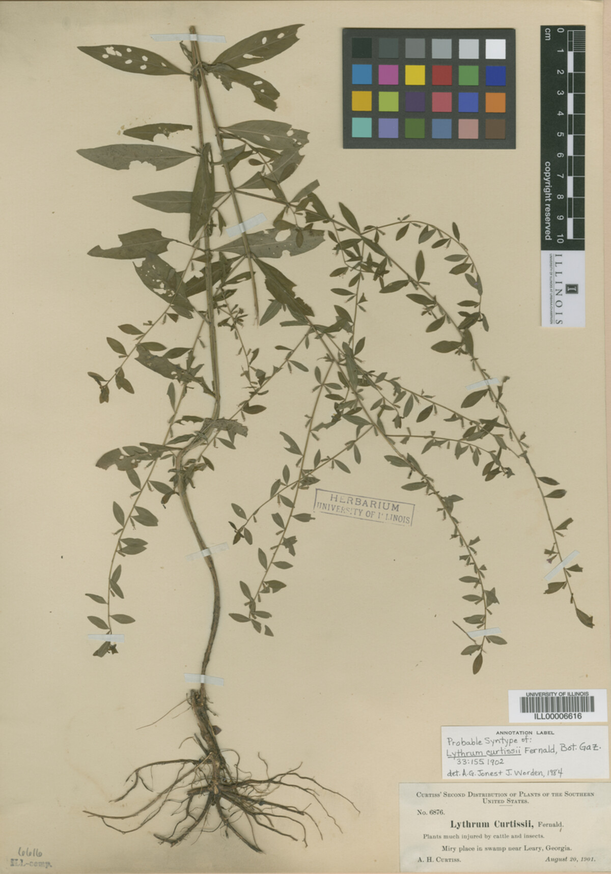 Lythrum curtissii image