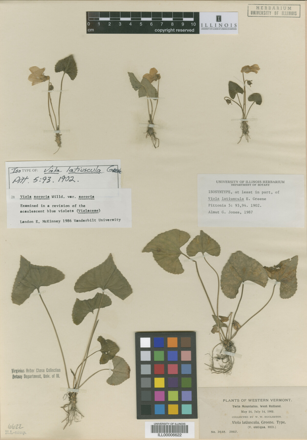 Viola latiuscula image