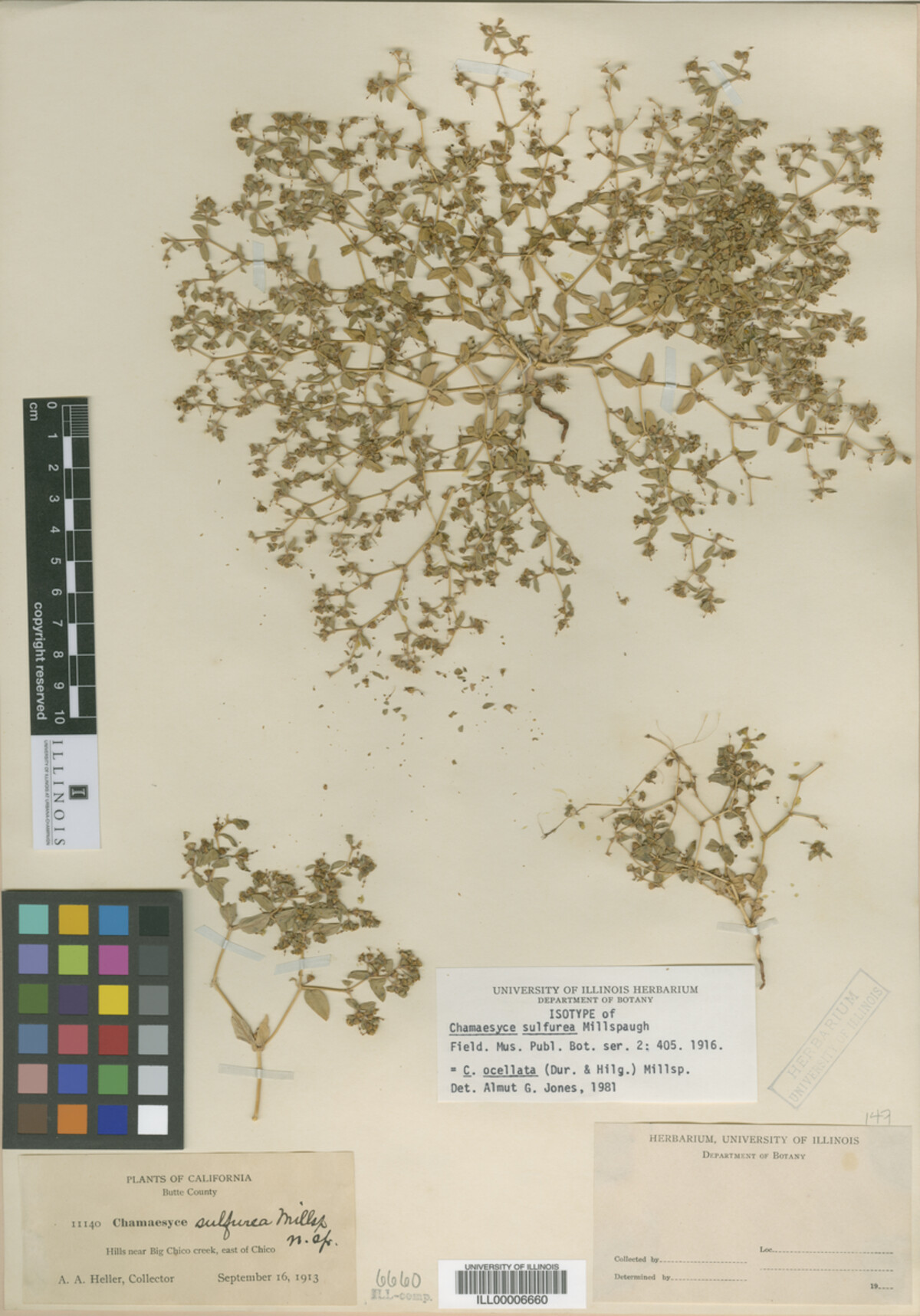 Chamaesyce sulfurea image
