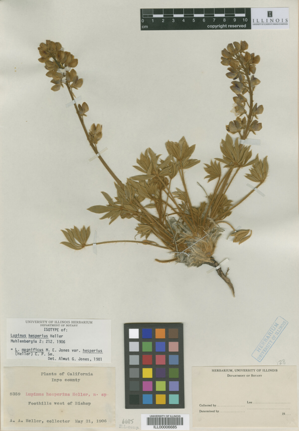 Lupinus hesperius image