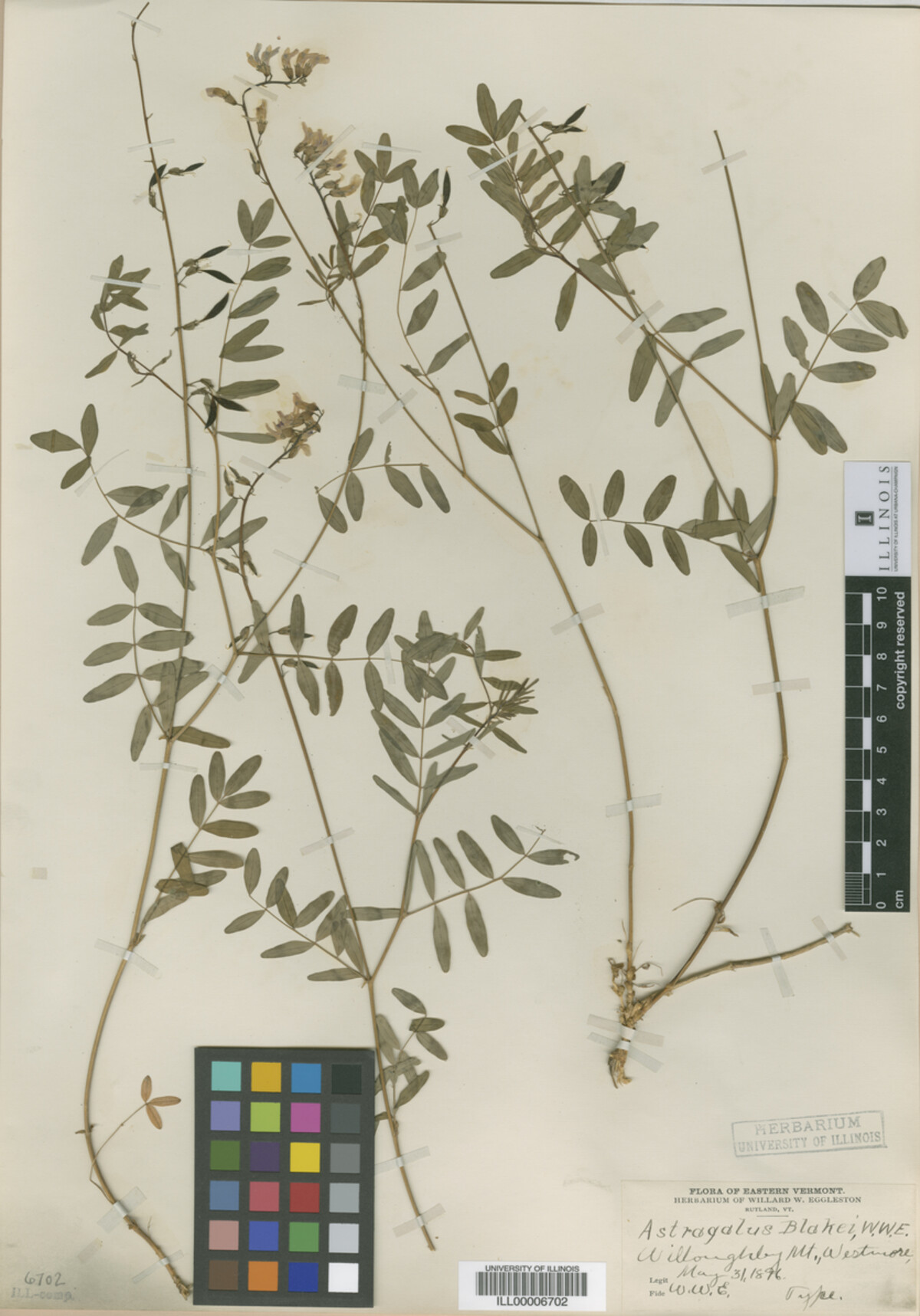 Astragalus blakei image