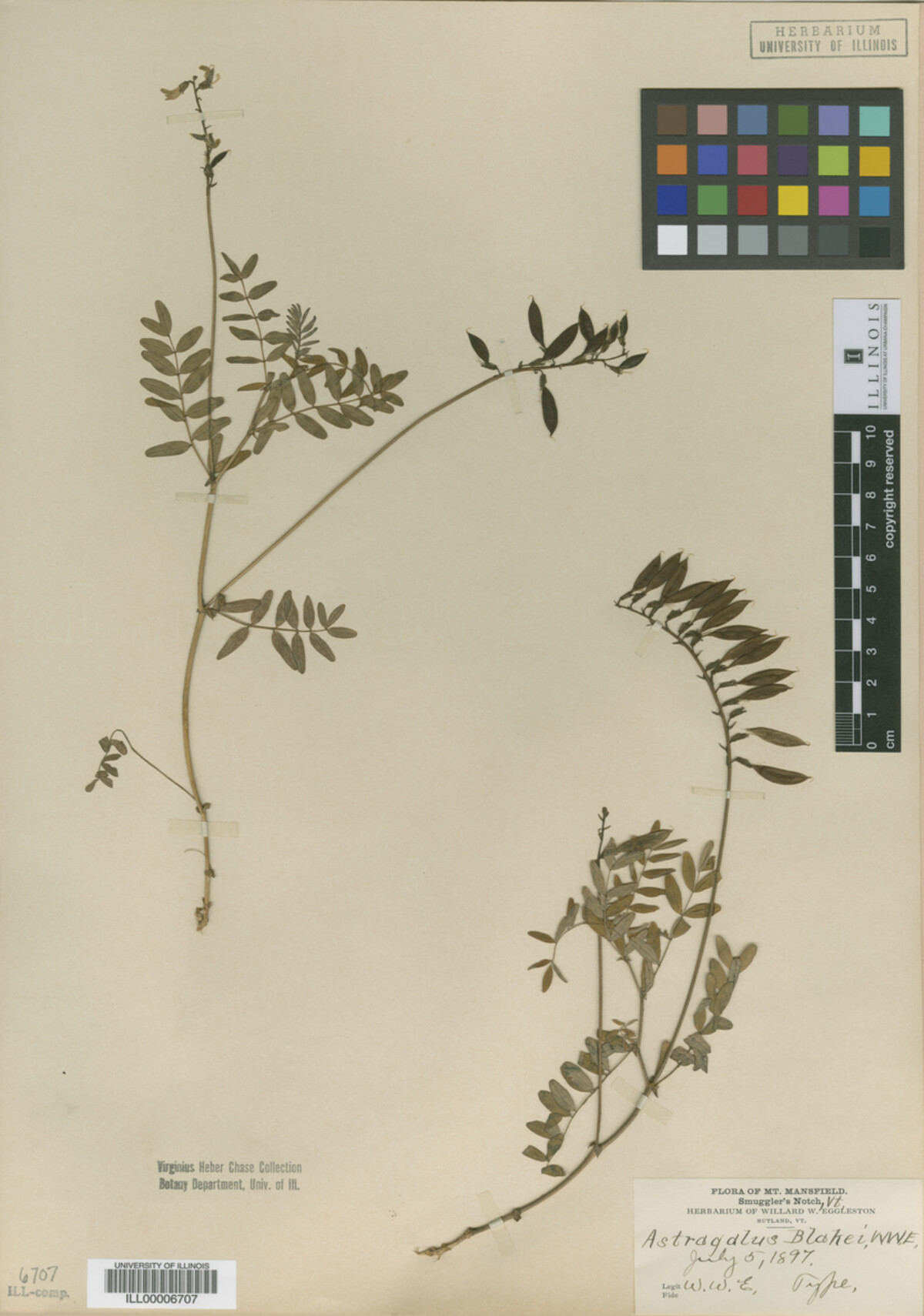 Astragalus blakei image