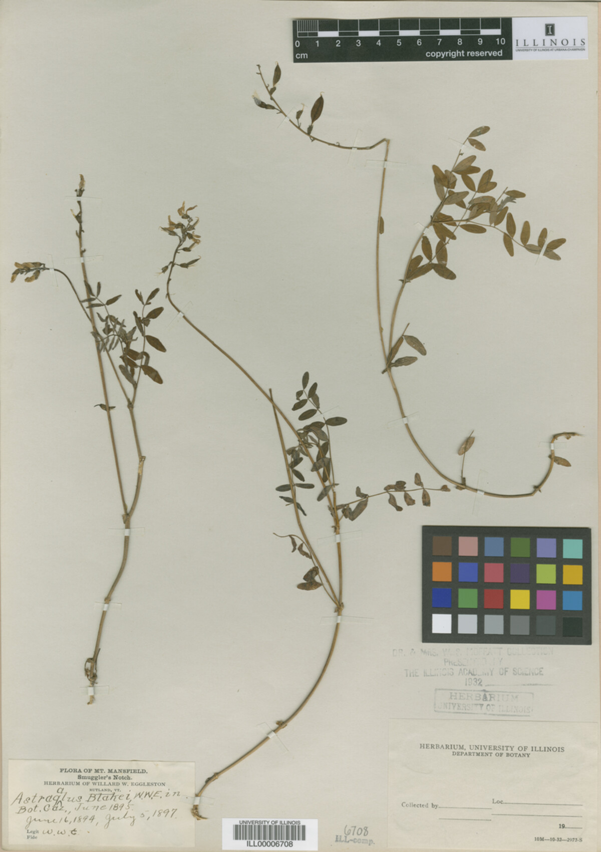 Astragalus blakei image