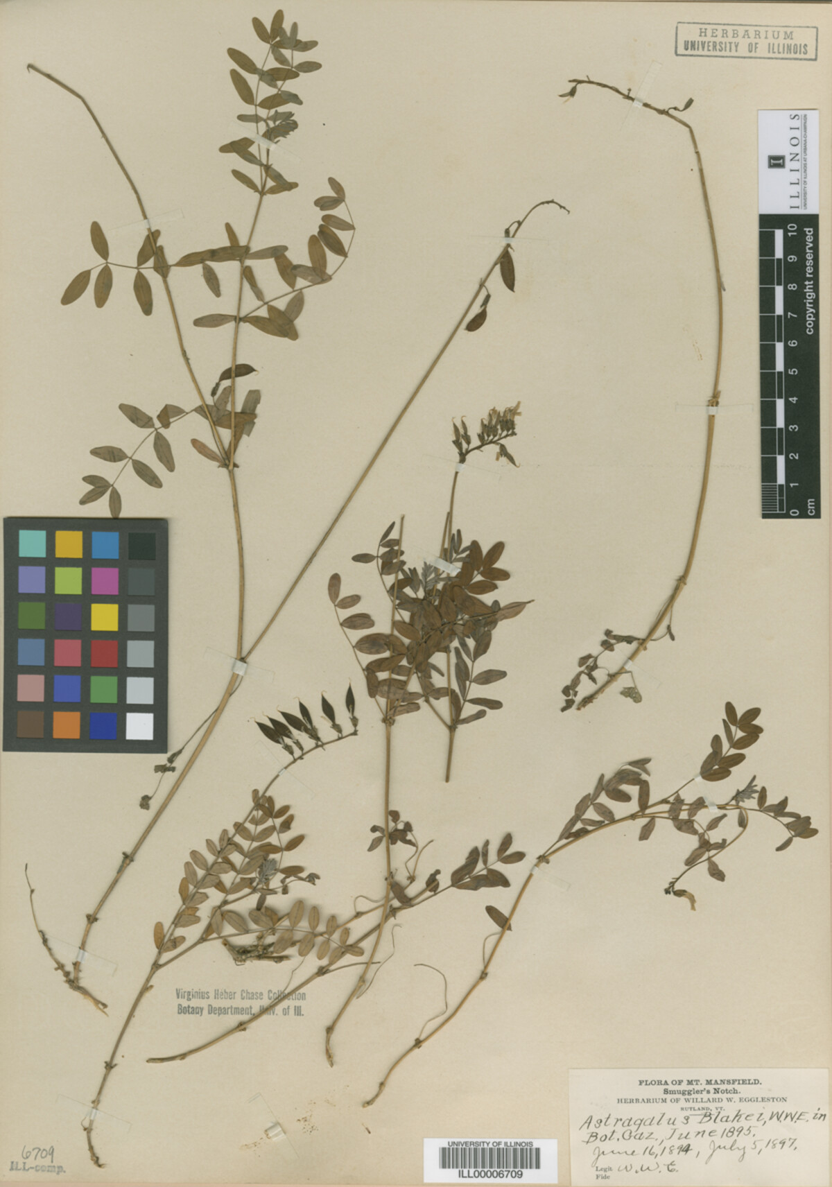 Astragalus blakei image