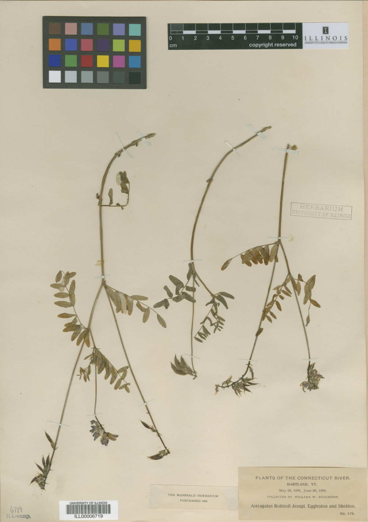 Astragalus robbinsii image