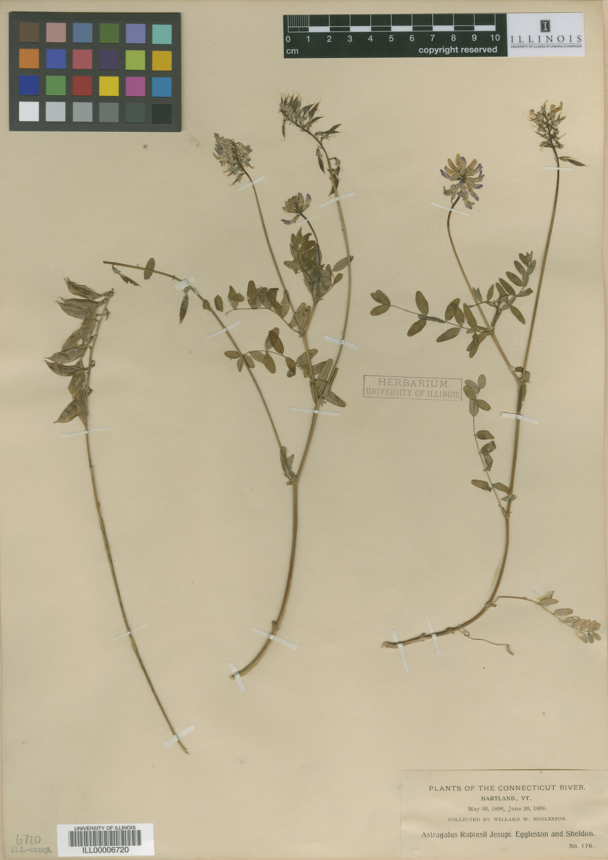 Astragalus image