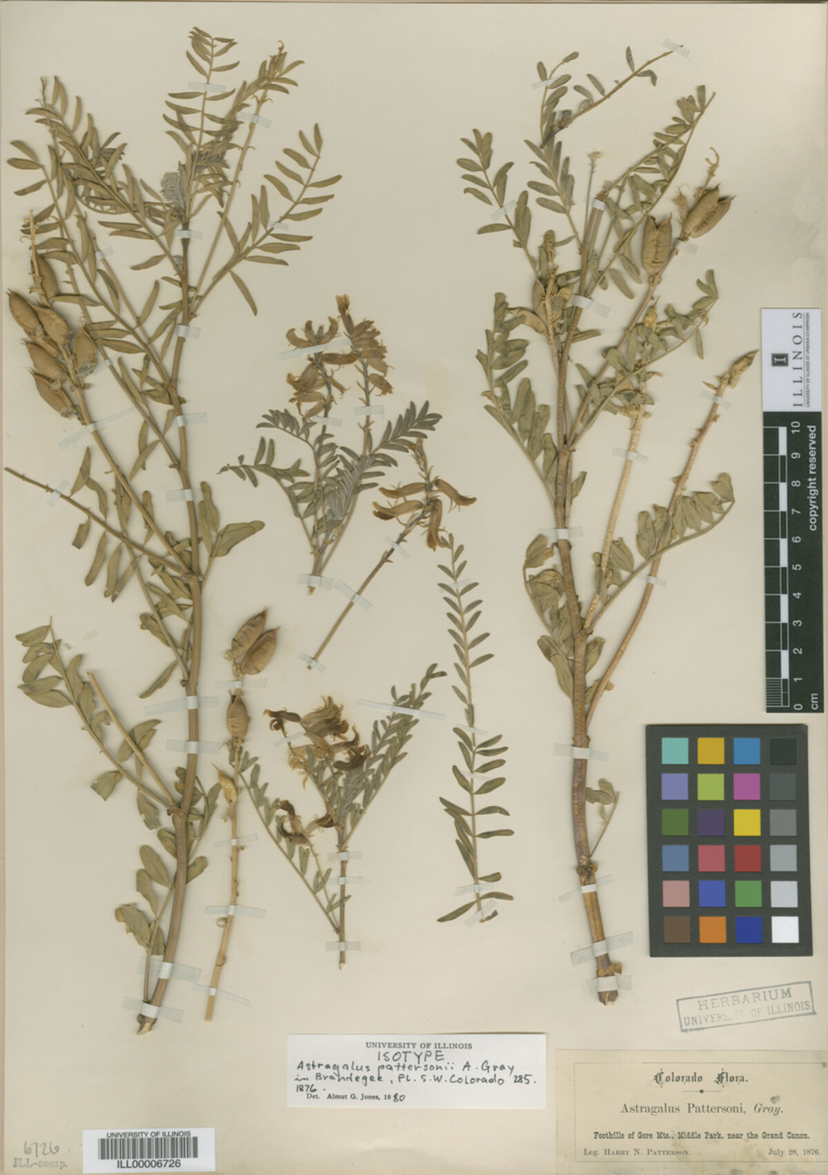 Astragalus pattersonii image