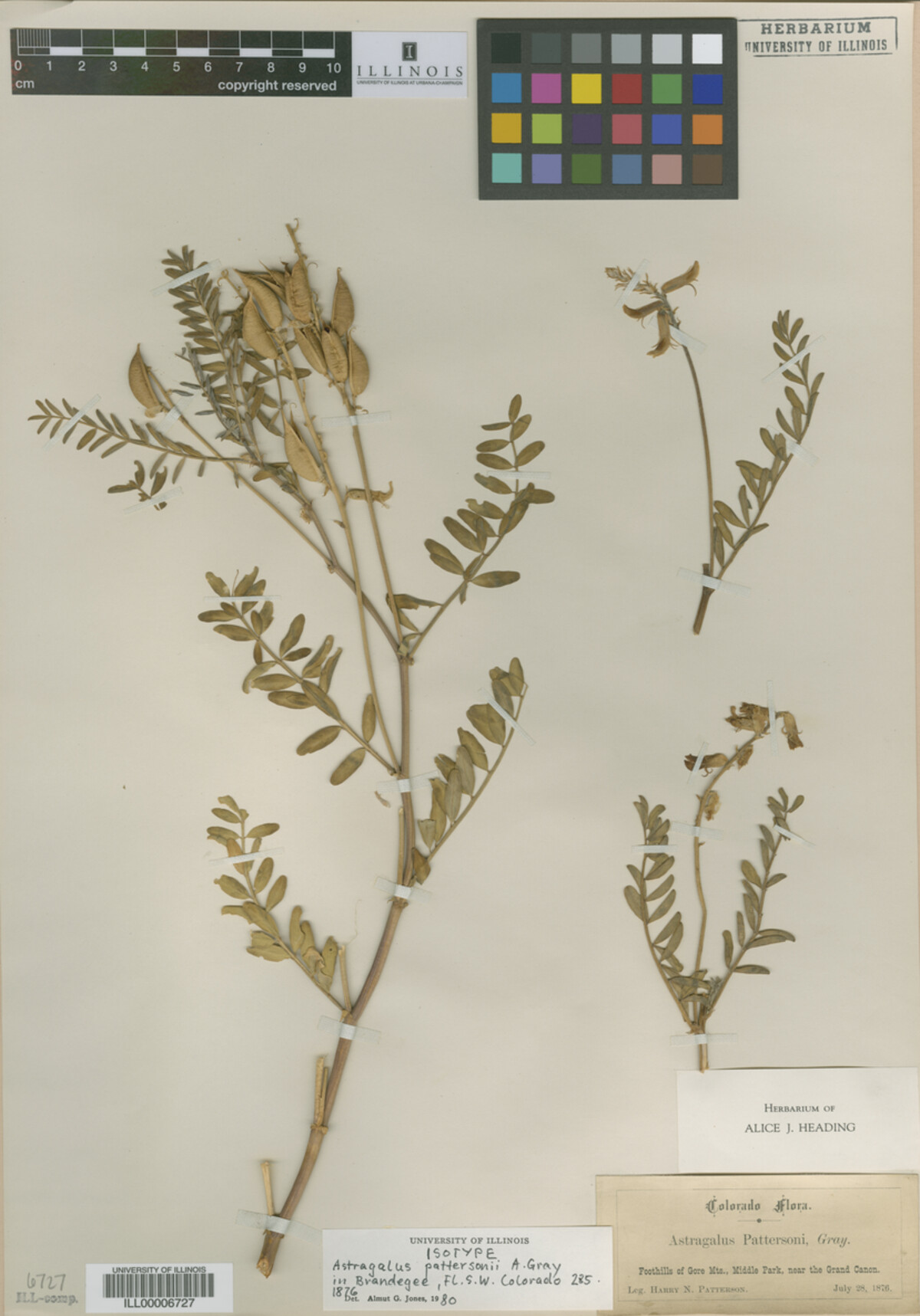 Astragalus pattersonii image