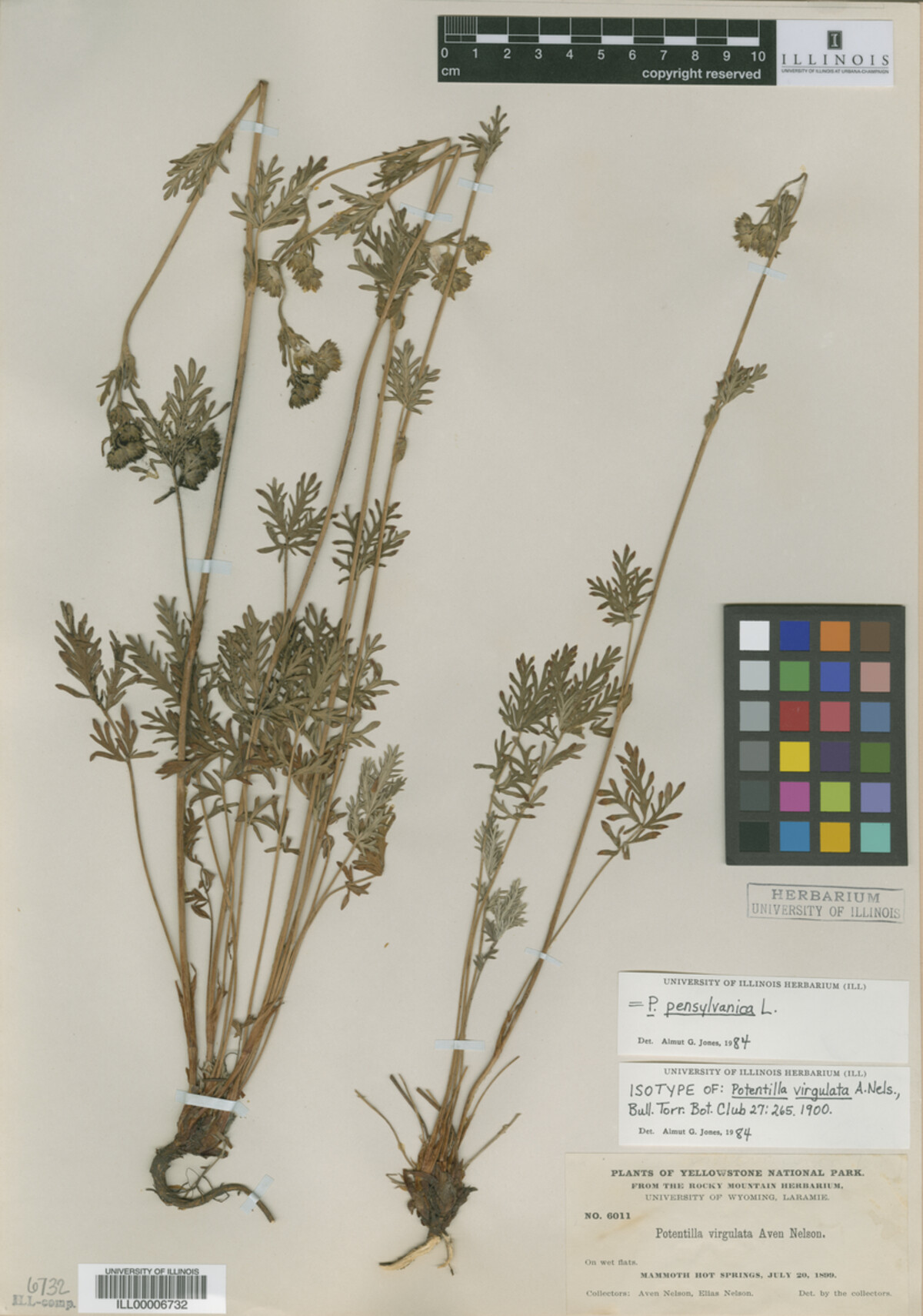 Potentilla litoralis image