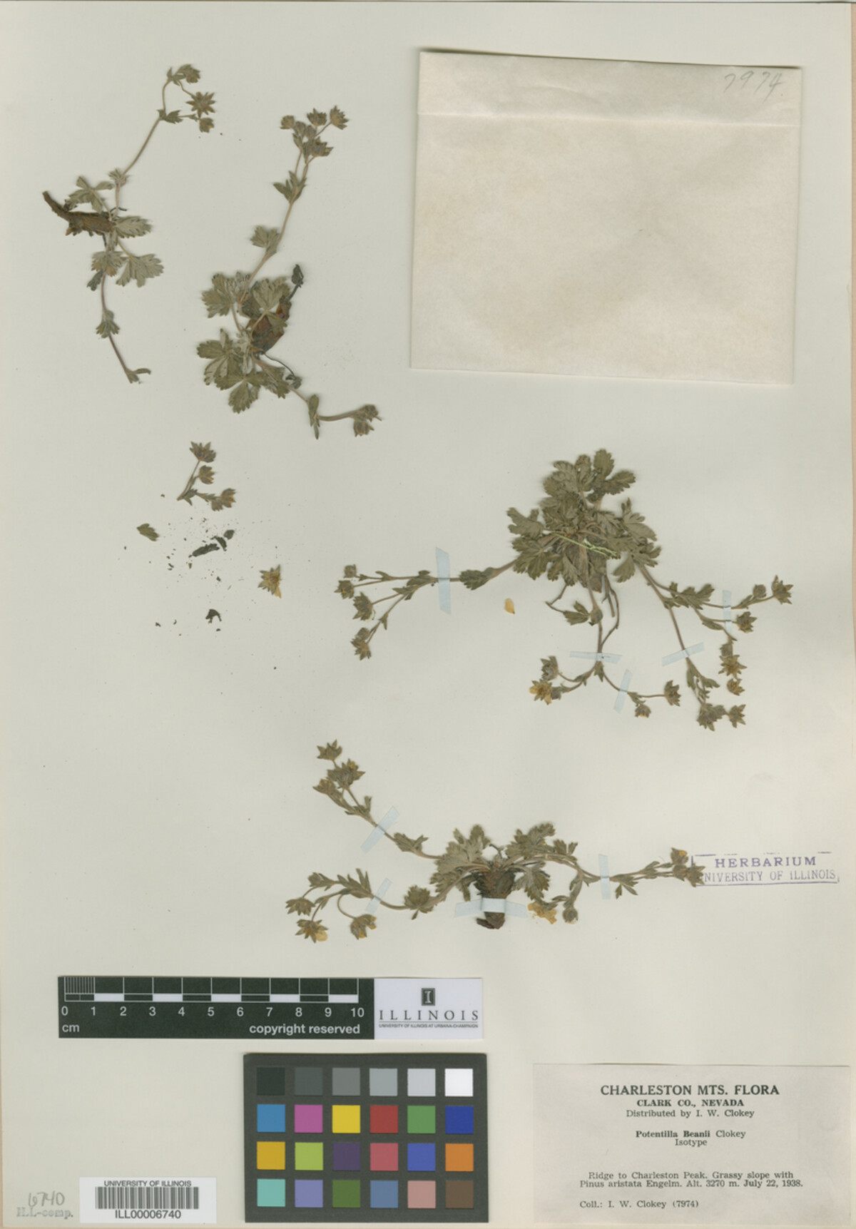 Potentilla beanii image