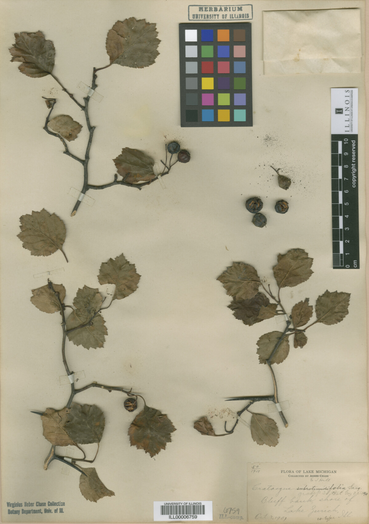 Crataegus subrotundifolia image