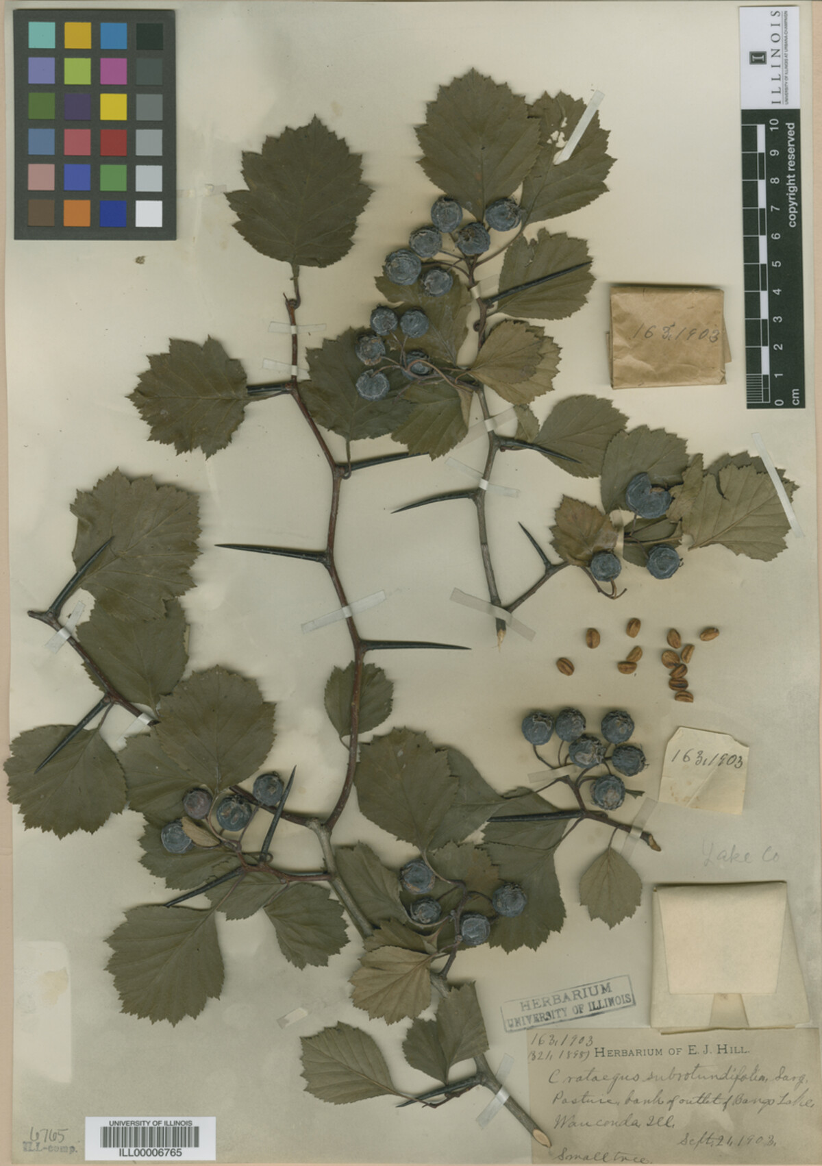 Crataegus subrotundifolia image