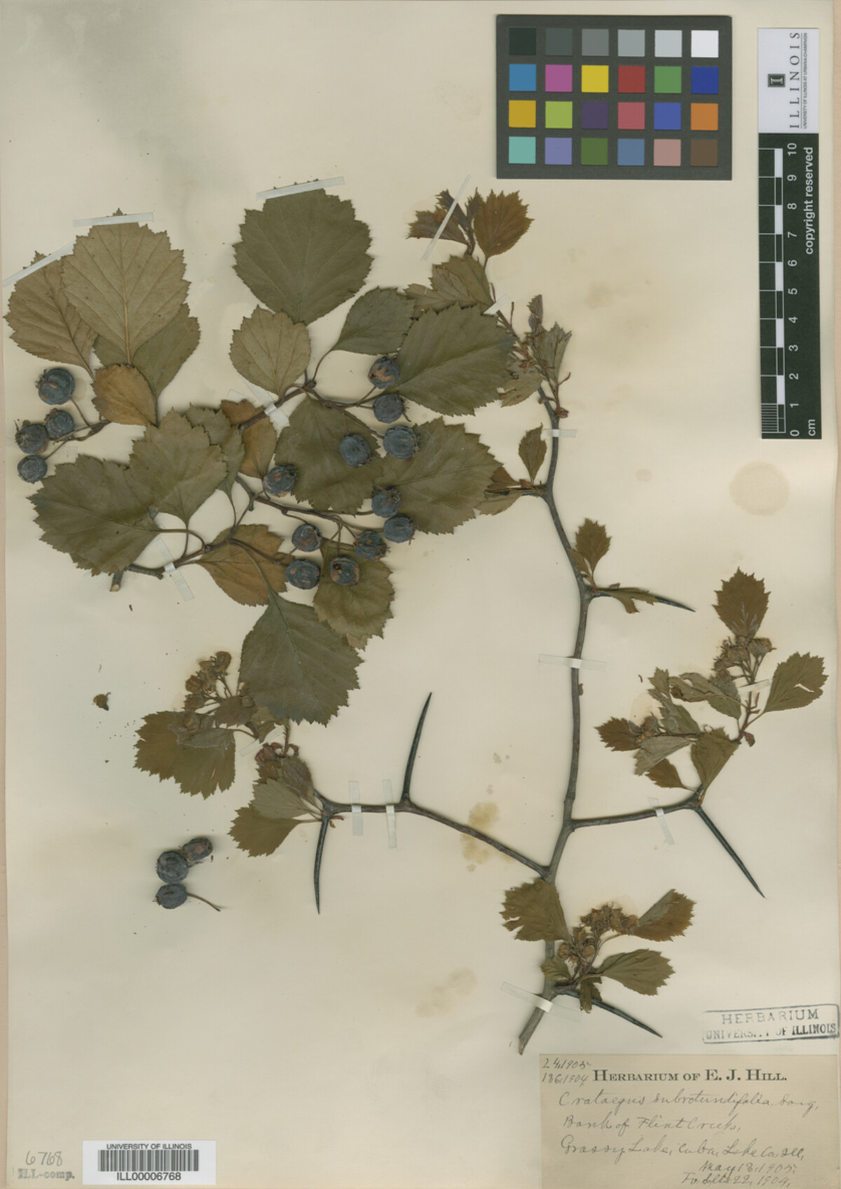 Crataegus subrotundifolia image