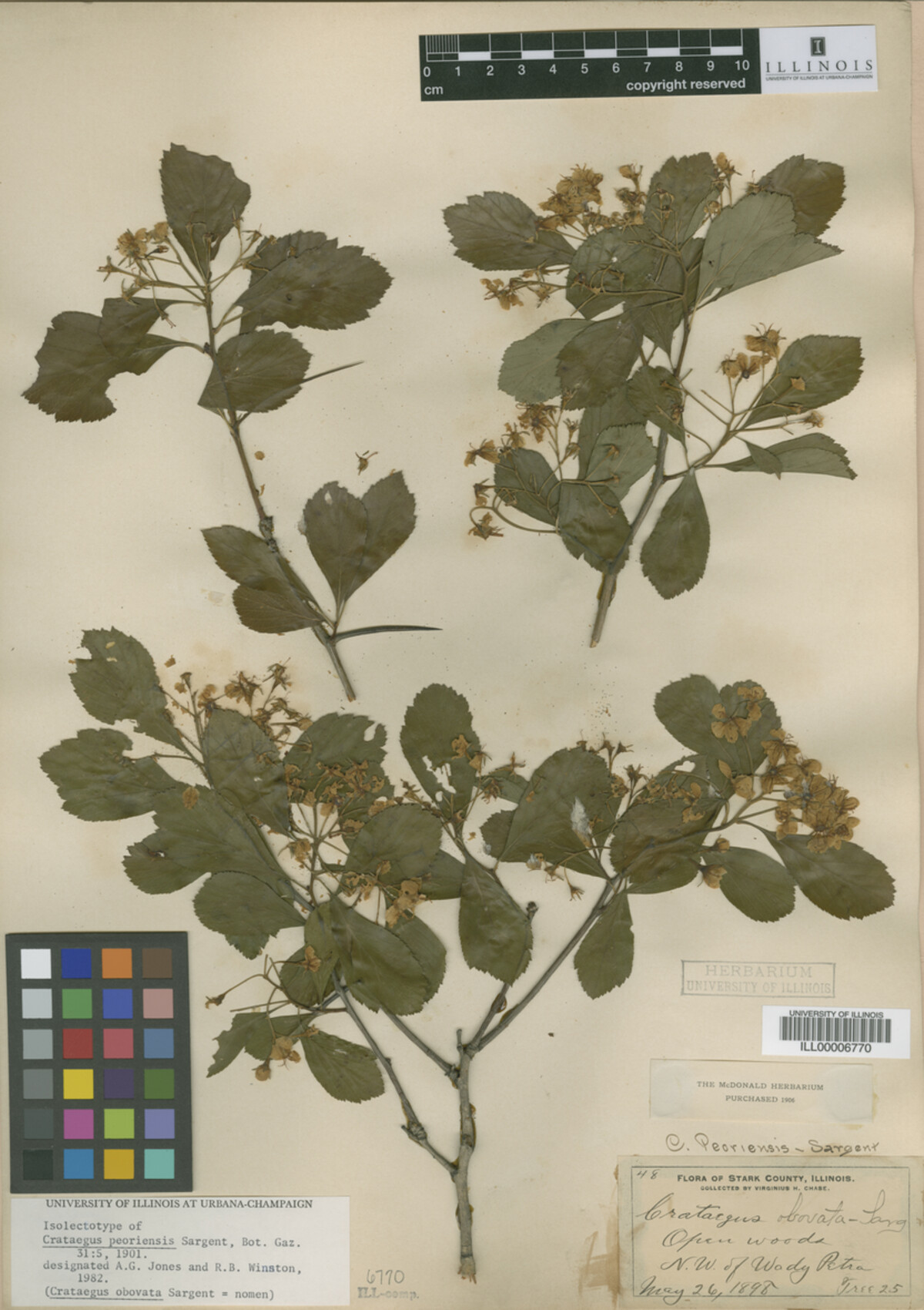 Crataegus disperma image