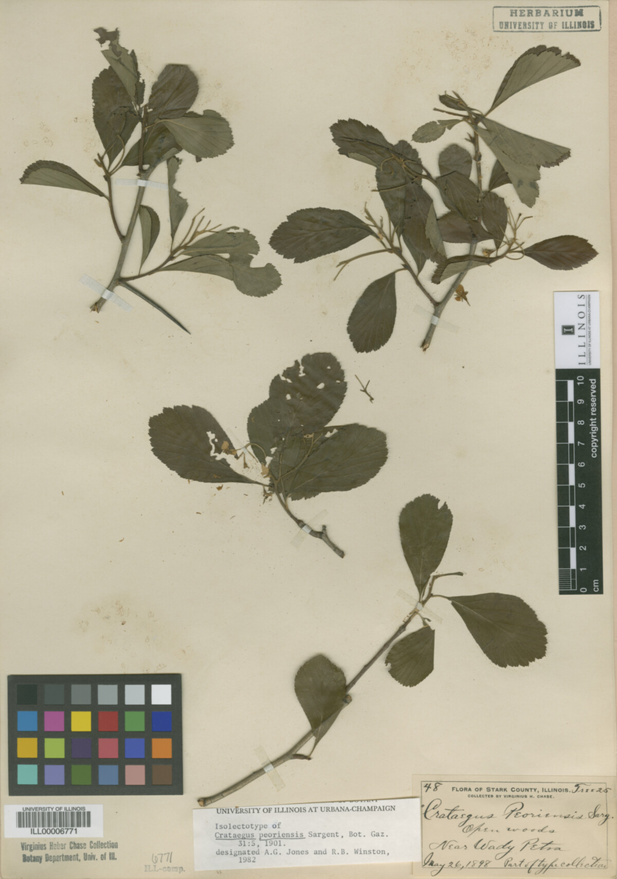 Crataegus disperma image