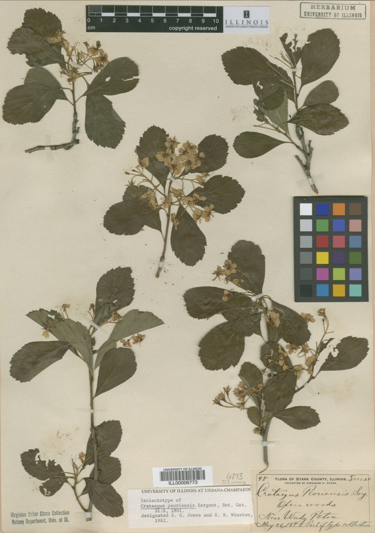 Crataegus disperma image