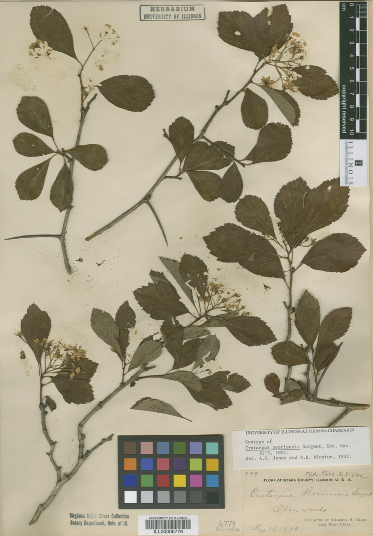Crataegus disperma image