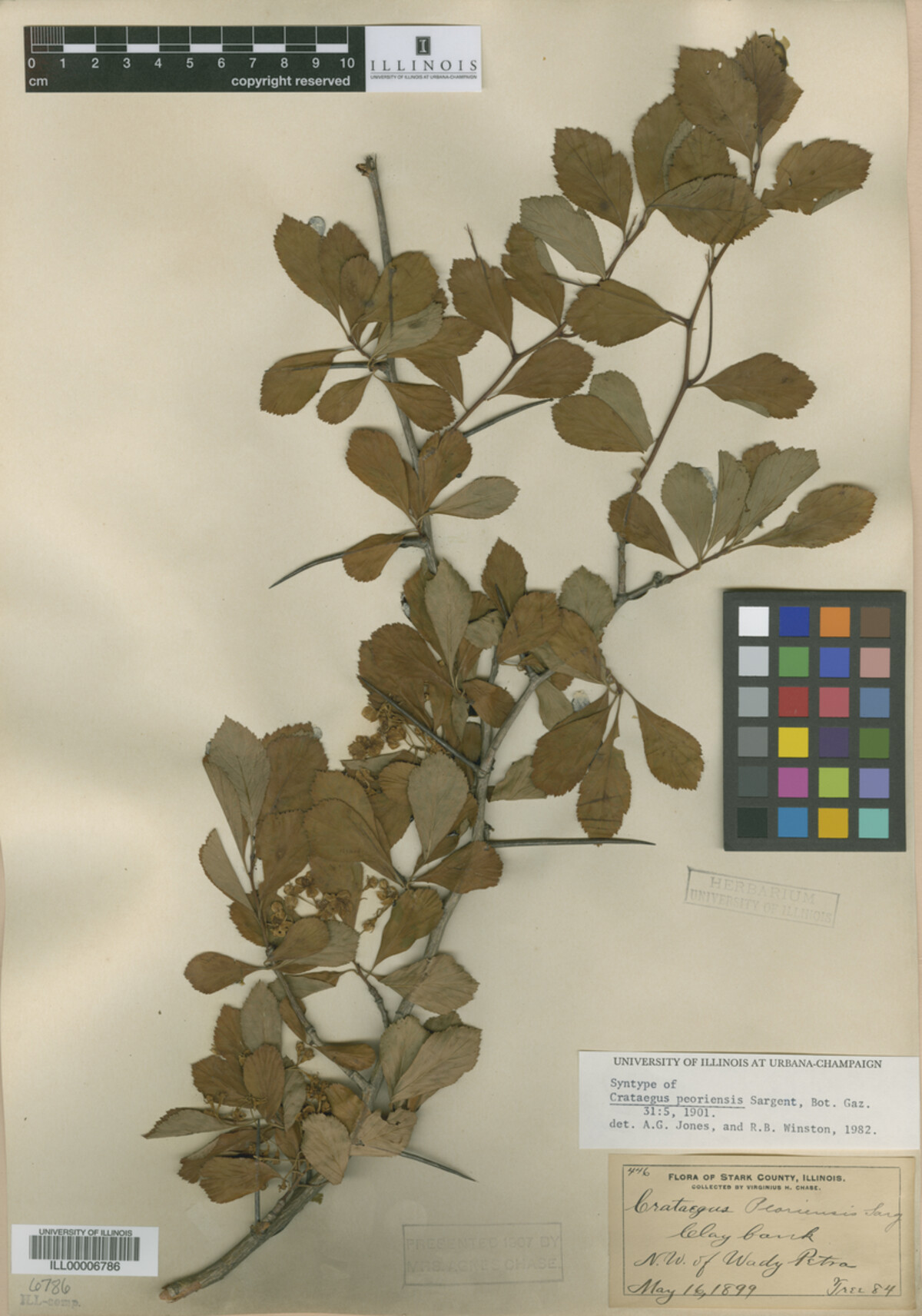 Crataegus disperma image