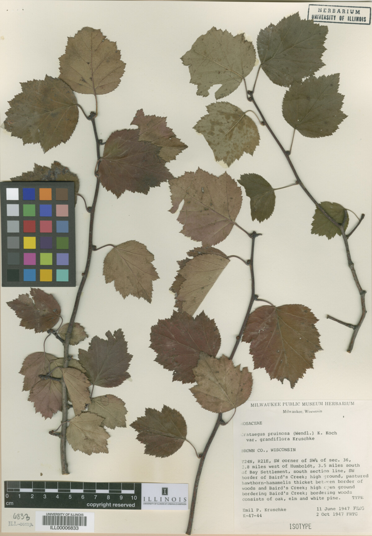 Crataegus formosa image