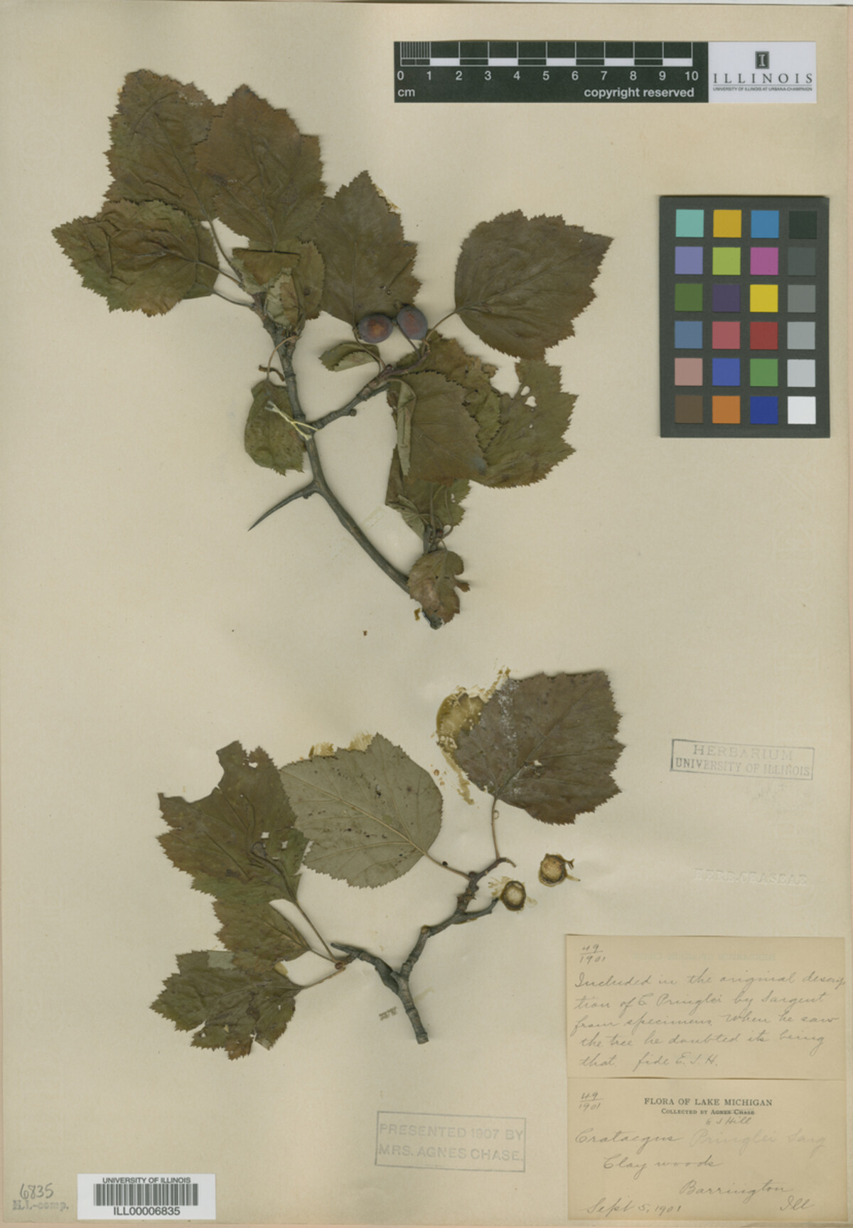 Crataegus pringlei image