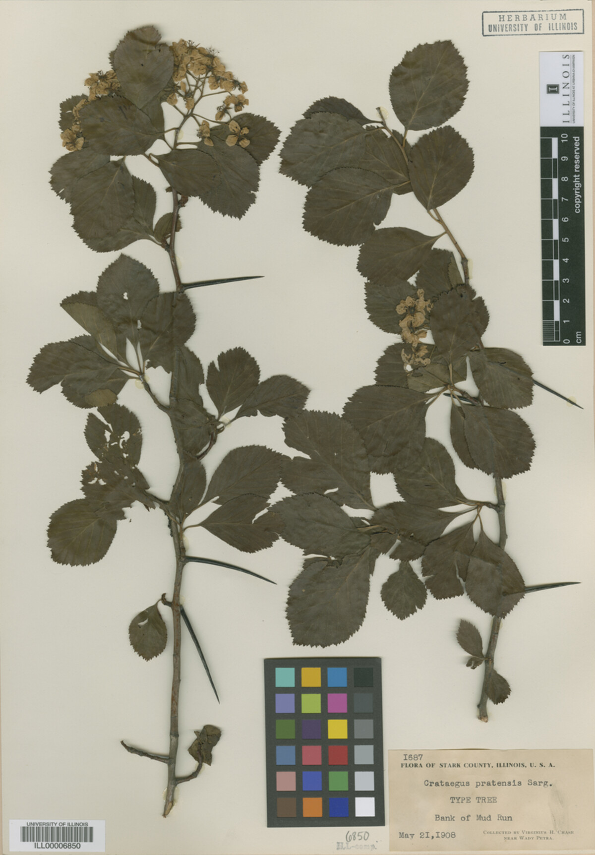 Crataegus pratensis image