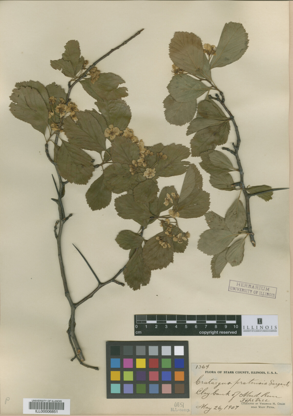 Crataegus pratensis image
