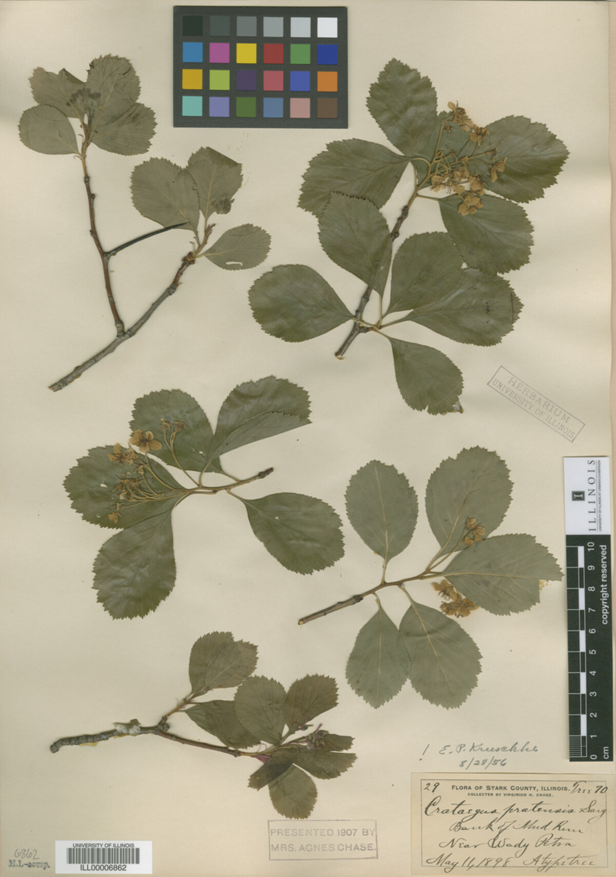 Crataegus pratensis image