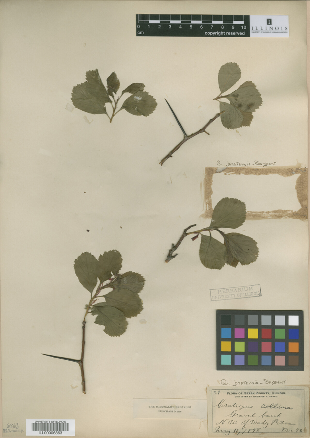 Crataegus pratensis image