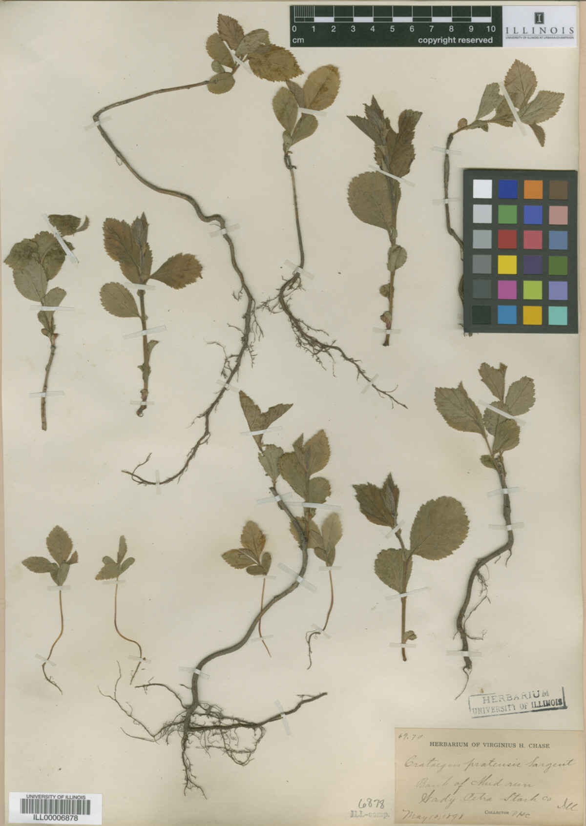 Crataegus pratensis image
