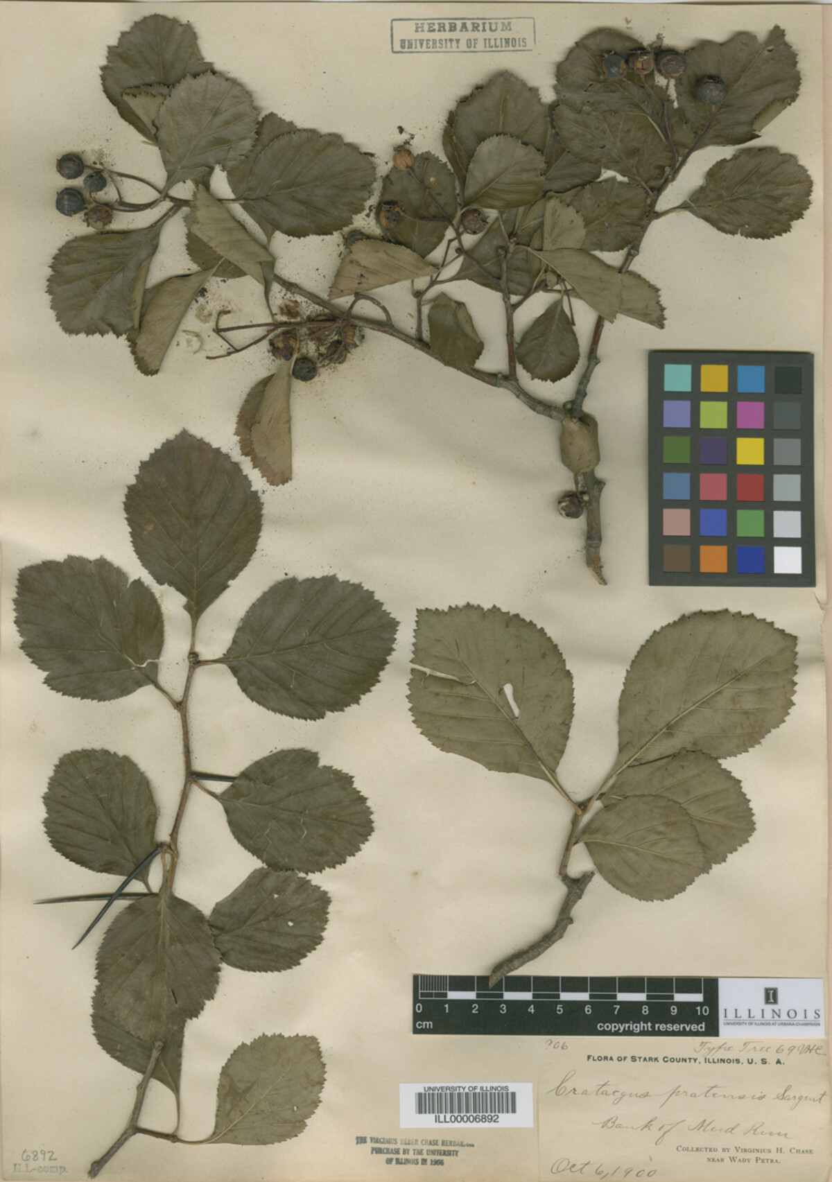 Crataegus pratensis image