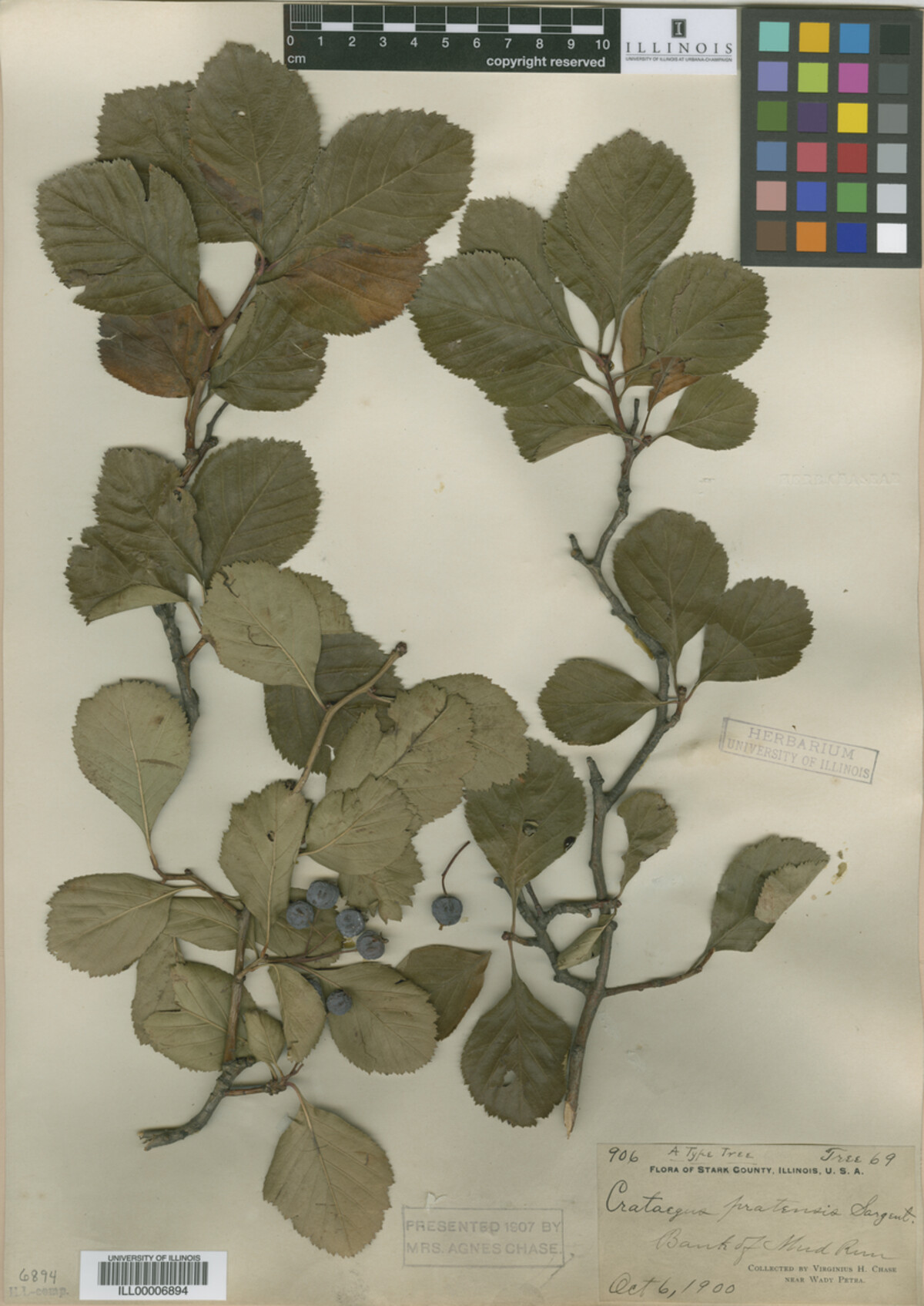 Crataegus pratensis image