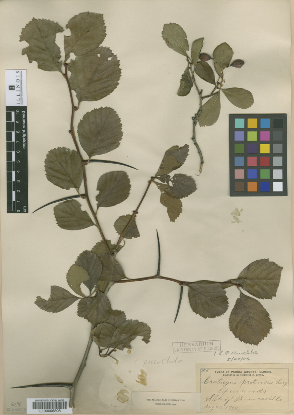 Crataegus pratensis image