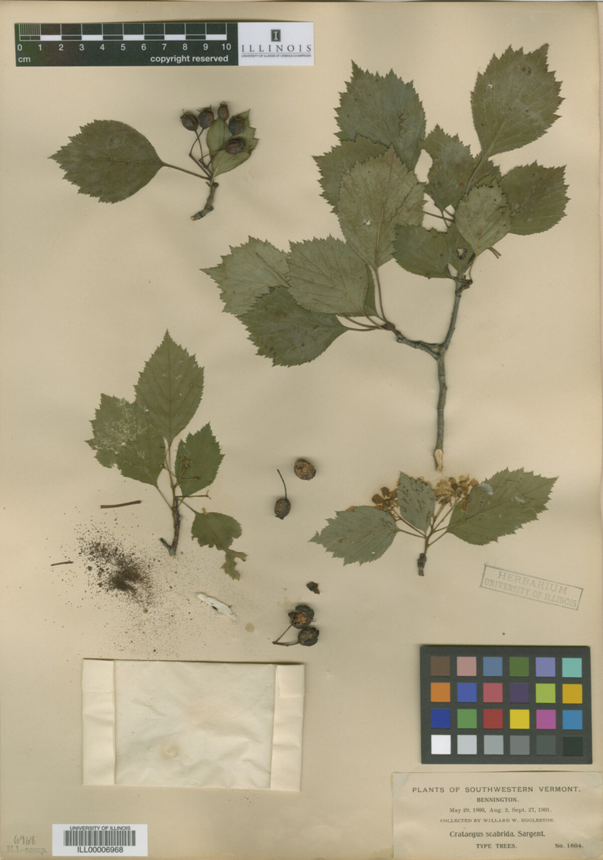 Crataegus scabrida image